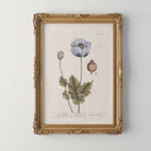 Framed botanical illustration of a poppy flower on a white wall