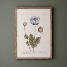 Framed botanical print of a black poppy flower on a green wall