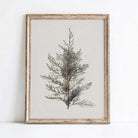 Framed  juniper branch vintage botanical print on a white wall
