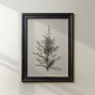 Framed juniper branch vintage botanical print on a neutral wall