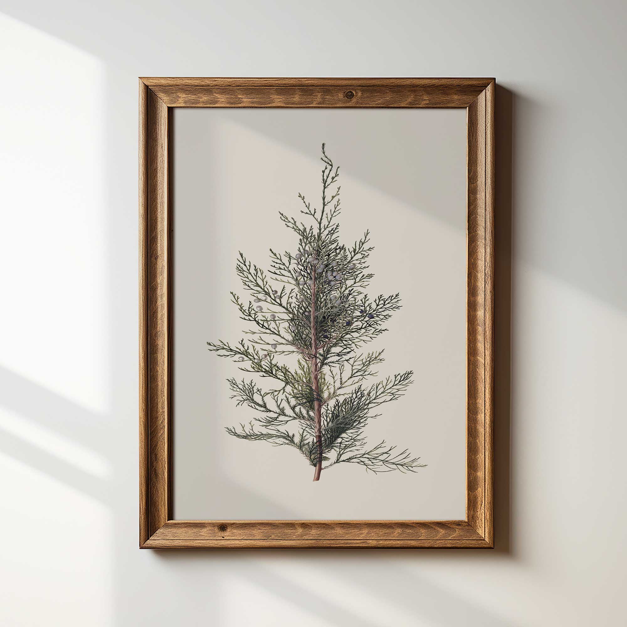 Framed  juniper branch vintage botanical print on a light wall