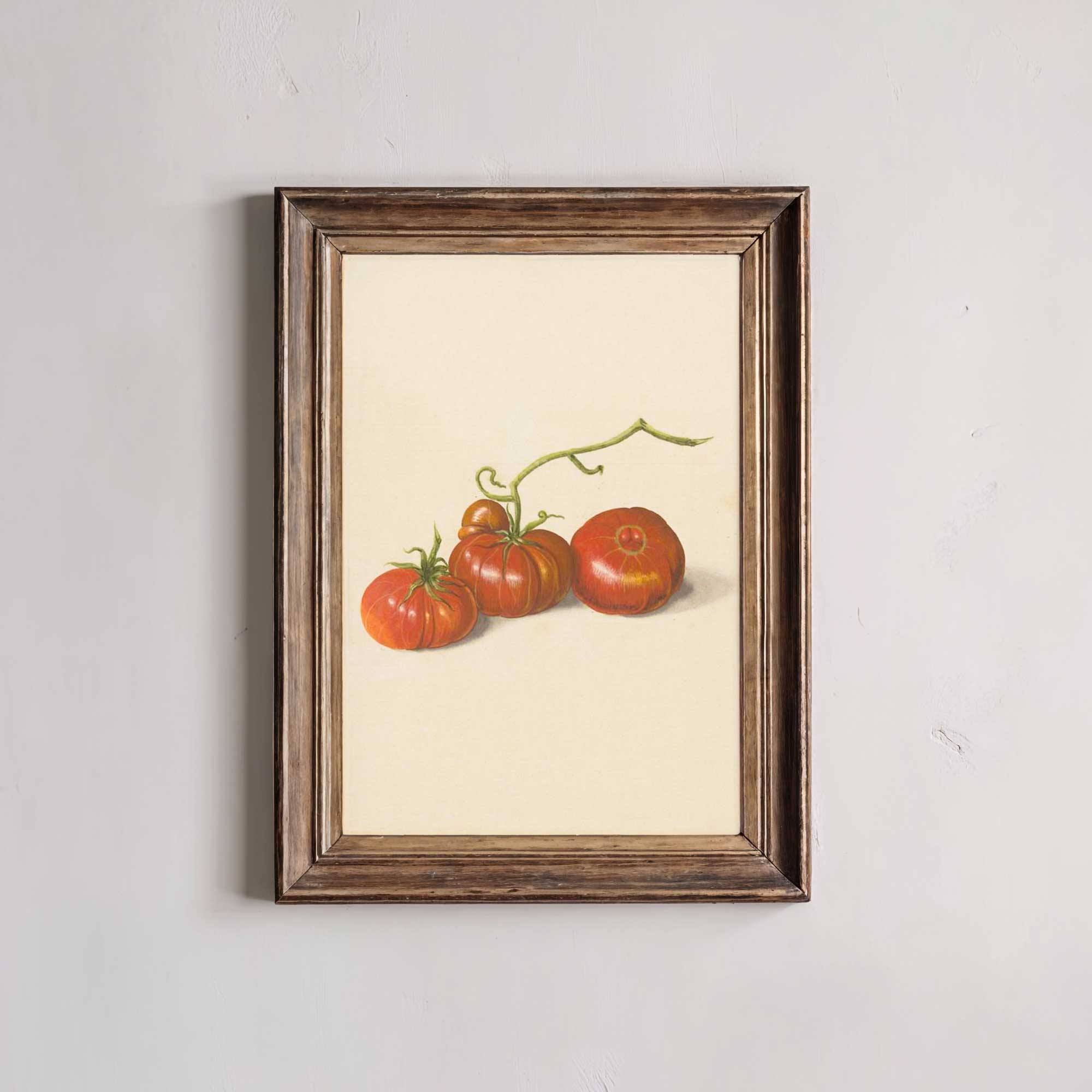 Vintage heirloom tomato botanical illustration print with three ripe tomatoes and curling vines on cream background