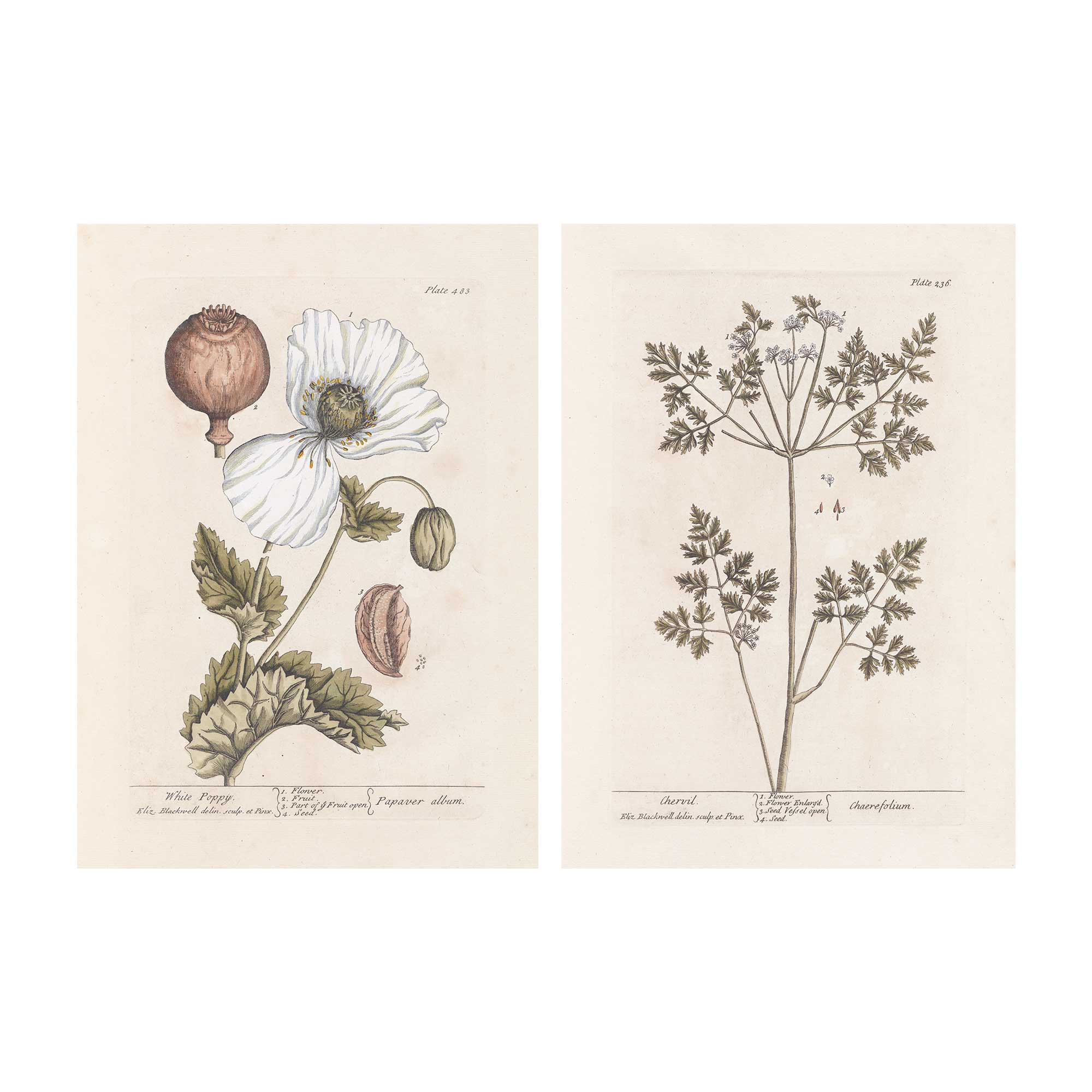 Vintage chervil herb botanical print - 19th century scientific illustration on premium cotton paper