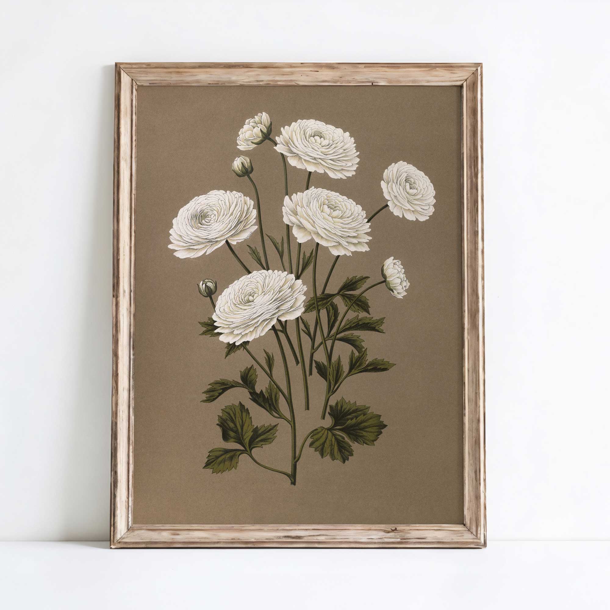 Framed botanical illustration of white flowers on a brown background