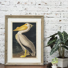 American White Pelican Print from Birds of America by John James Audubon - Hartsholme Prints