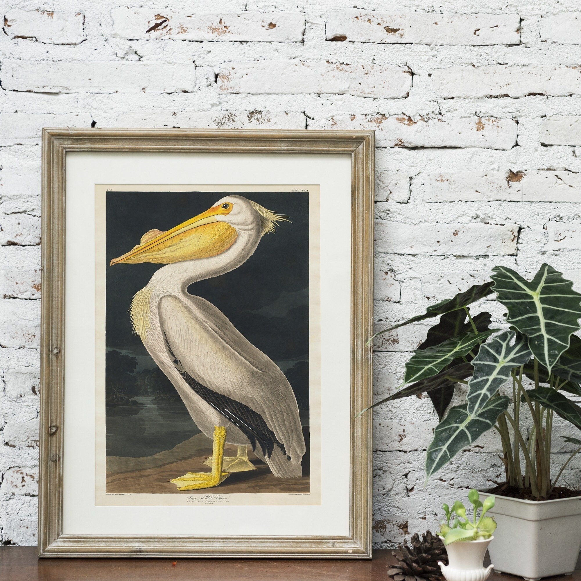 American White Pelican Print from Birds of America by John James Audubon - Hartsholme Prints