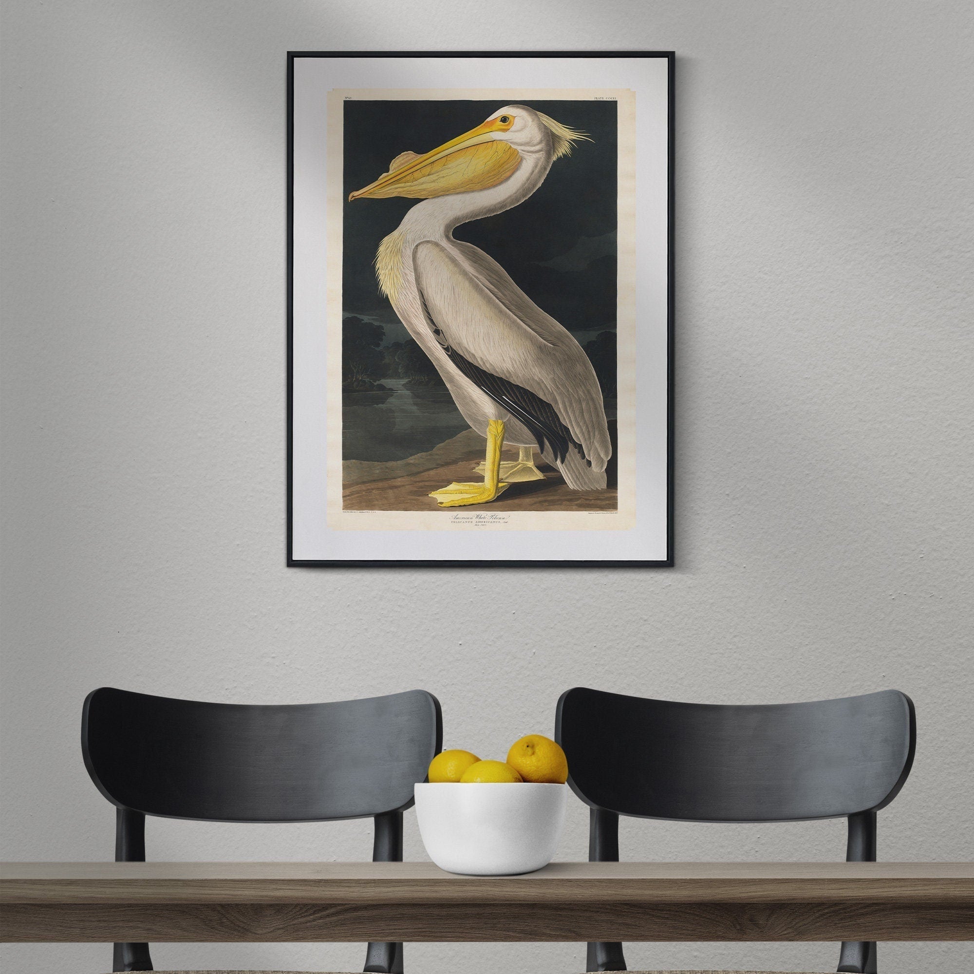 American White Pelican Print from Birds of America by John James Audubon - Hartsholme Prints