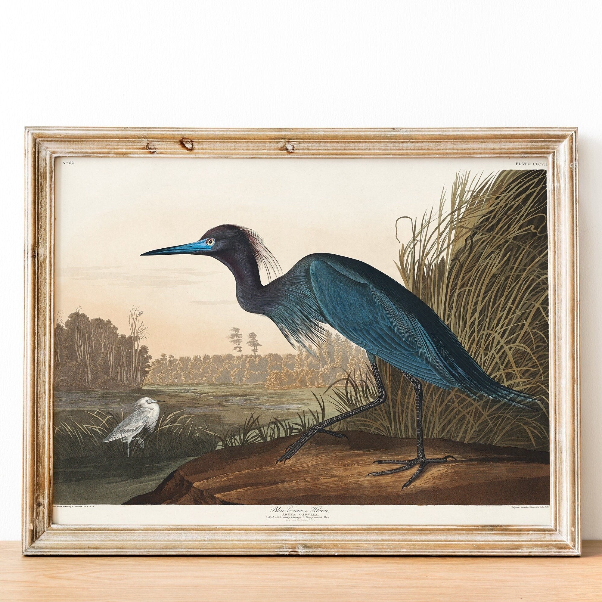 Blue Crane or Heron - Hartsholme Prints