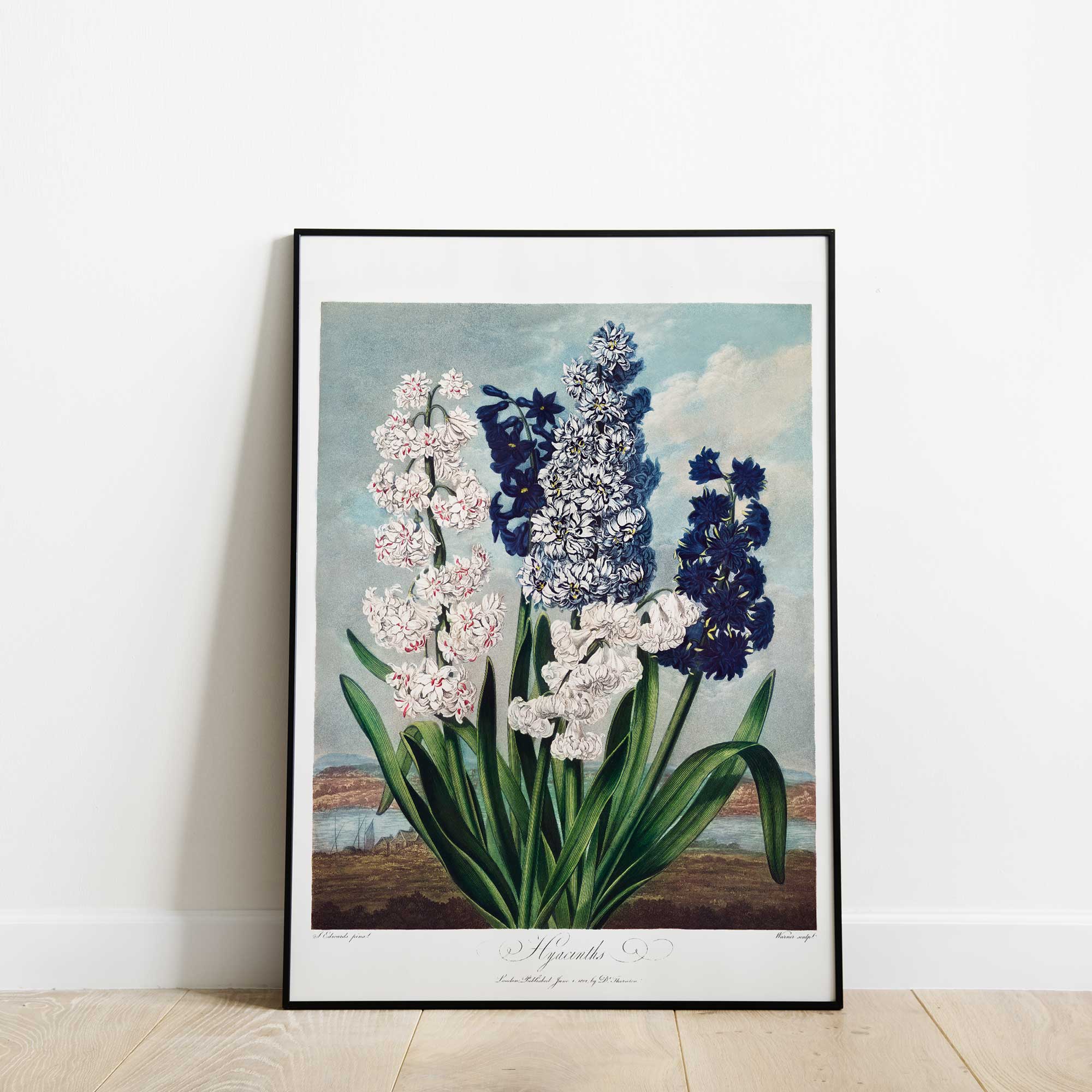 Botanica Hyacinths - Hartsholme Prints