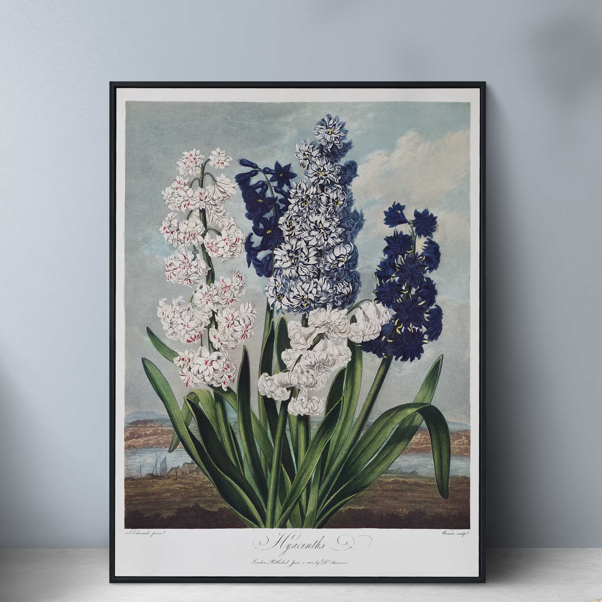 Botanica Hyacinths - Hartsholme Prints