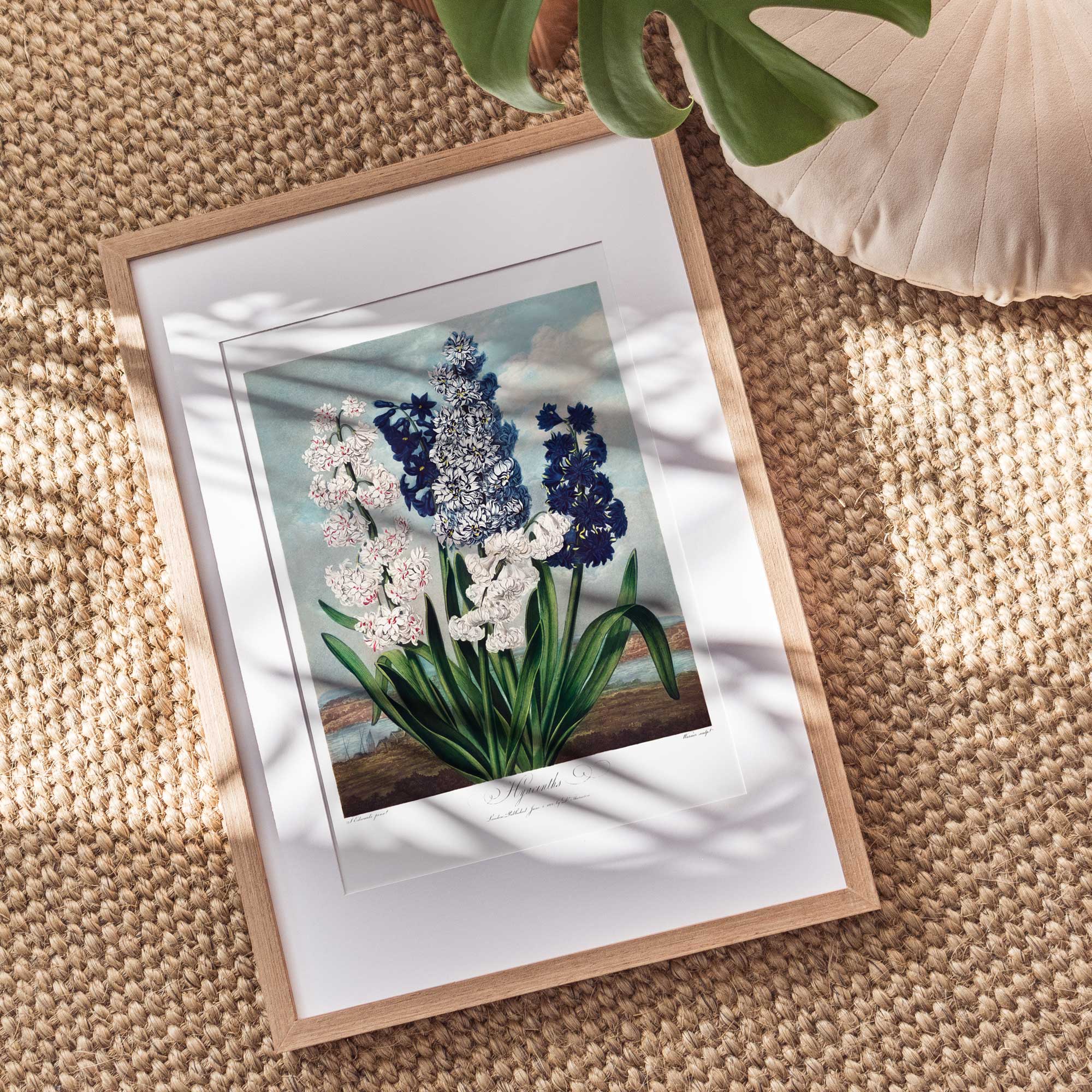 Botanica Hyacinths - Hartsholme Prints