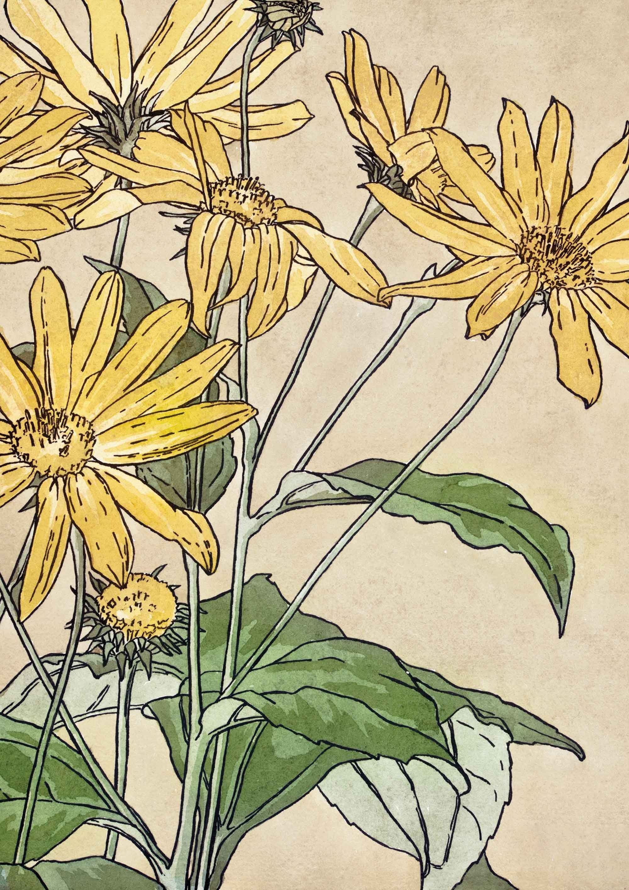 Botanica Vintage sunflower - Hartsholme Prints