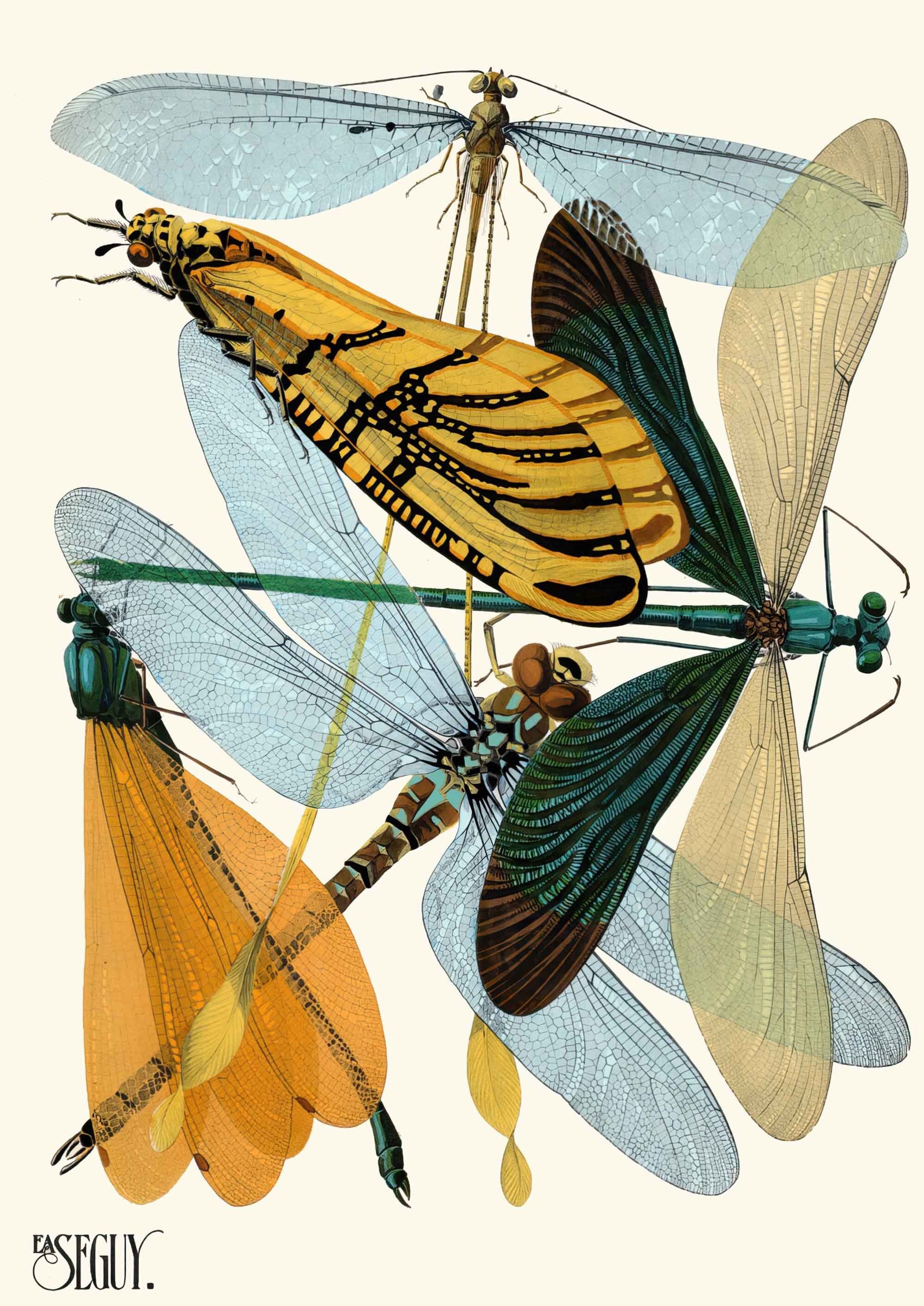 Dragonflies - Hartsholme Prints