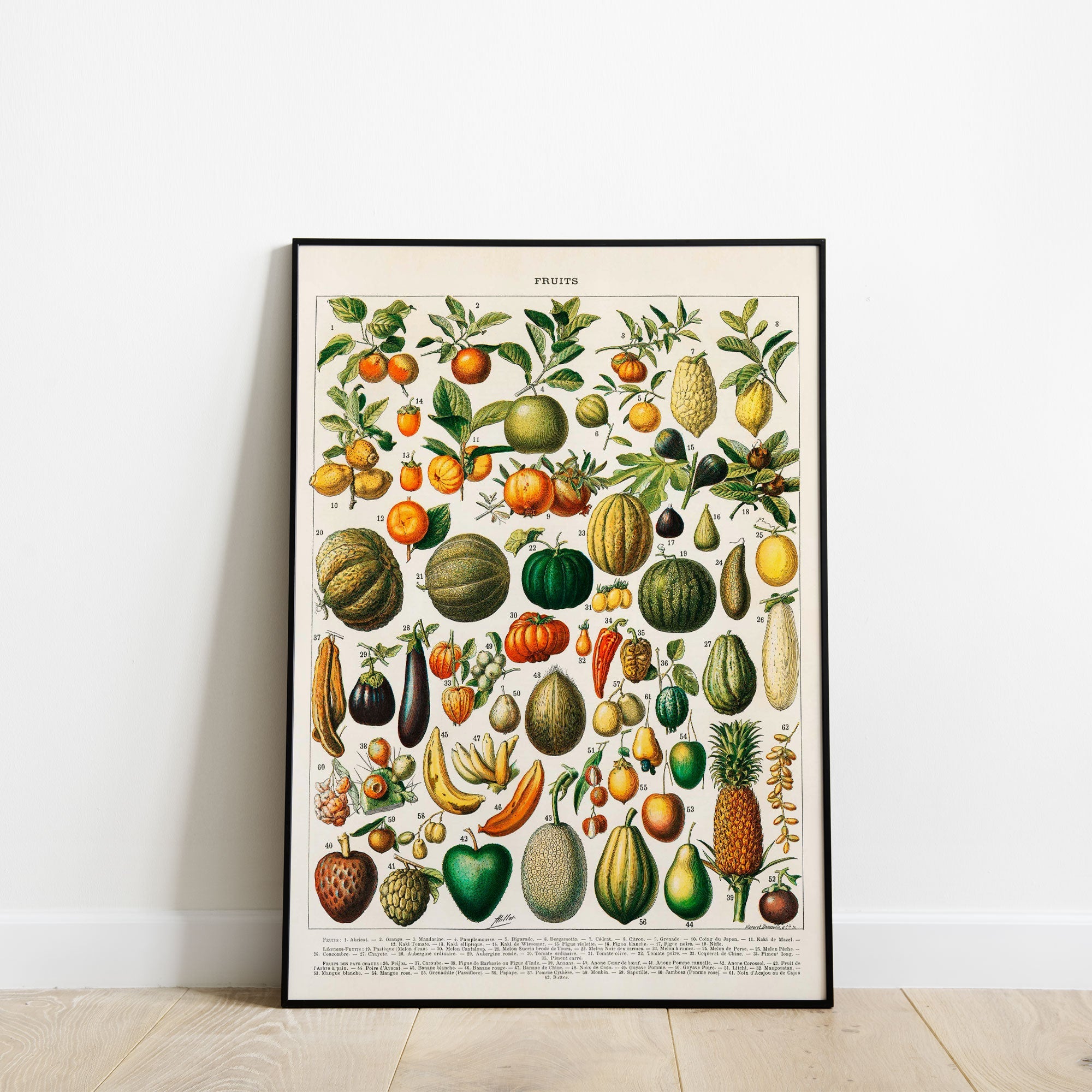 Fruit Science Chart - Hartsholme Prints