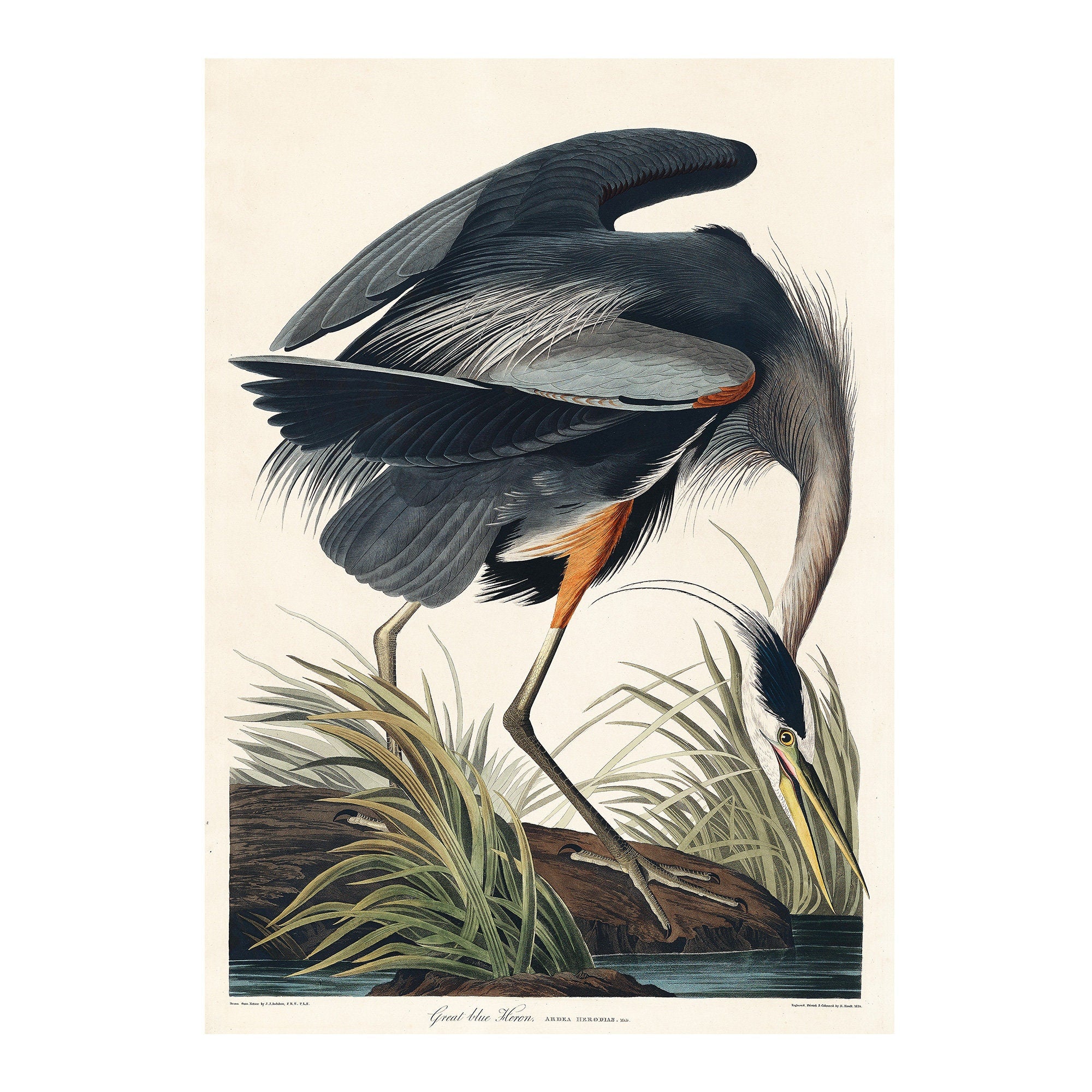 Great blue Heron - Hartsholme Prints
