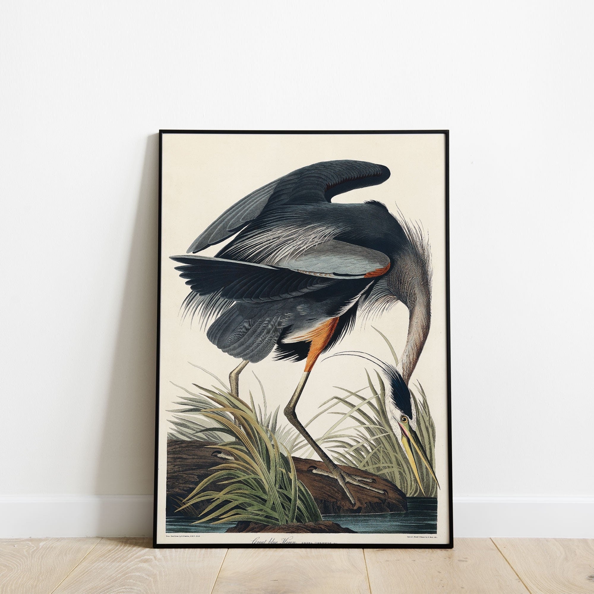 Great blue Heron - Hartsholme Prints