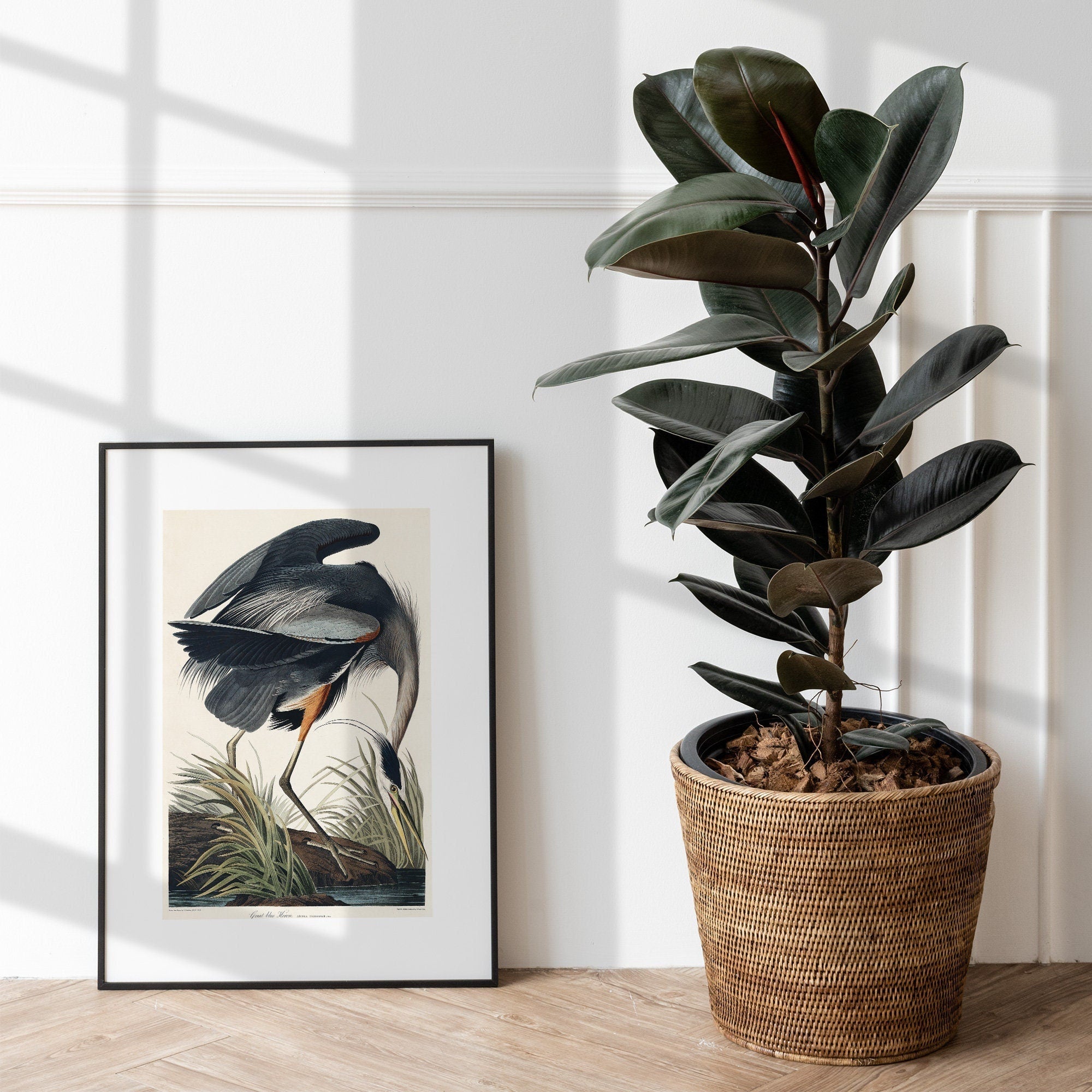 Great blue Heron - Hartsholme Prints