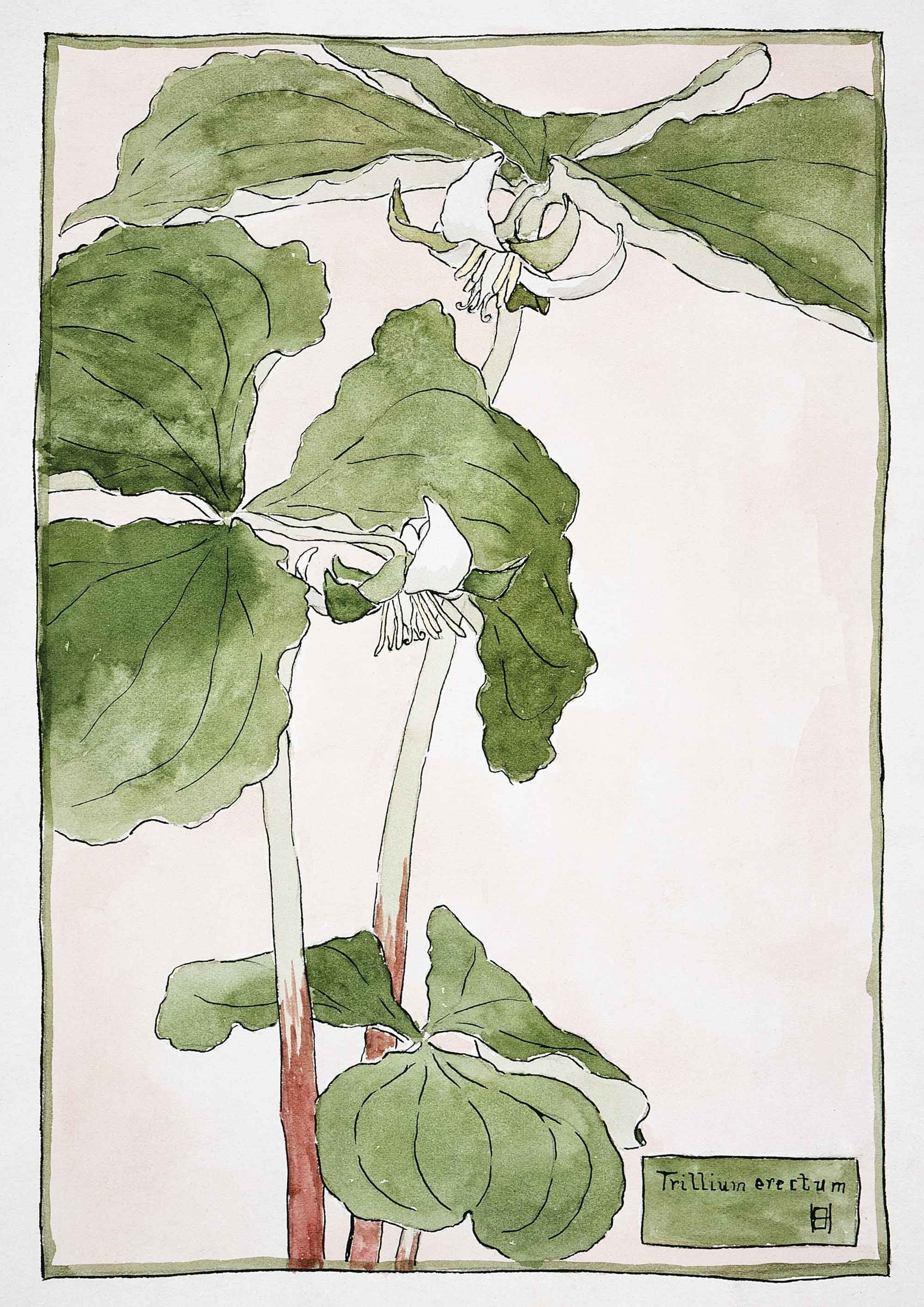 Green Leaf Botanical - Hartsholme Prints