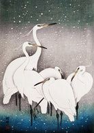 Group of Egrets - Hartsholme Prints