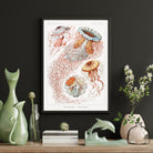 Jellyfish - Hartsholme Prints