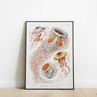 Jellyfish - Hartsholme Prints