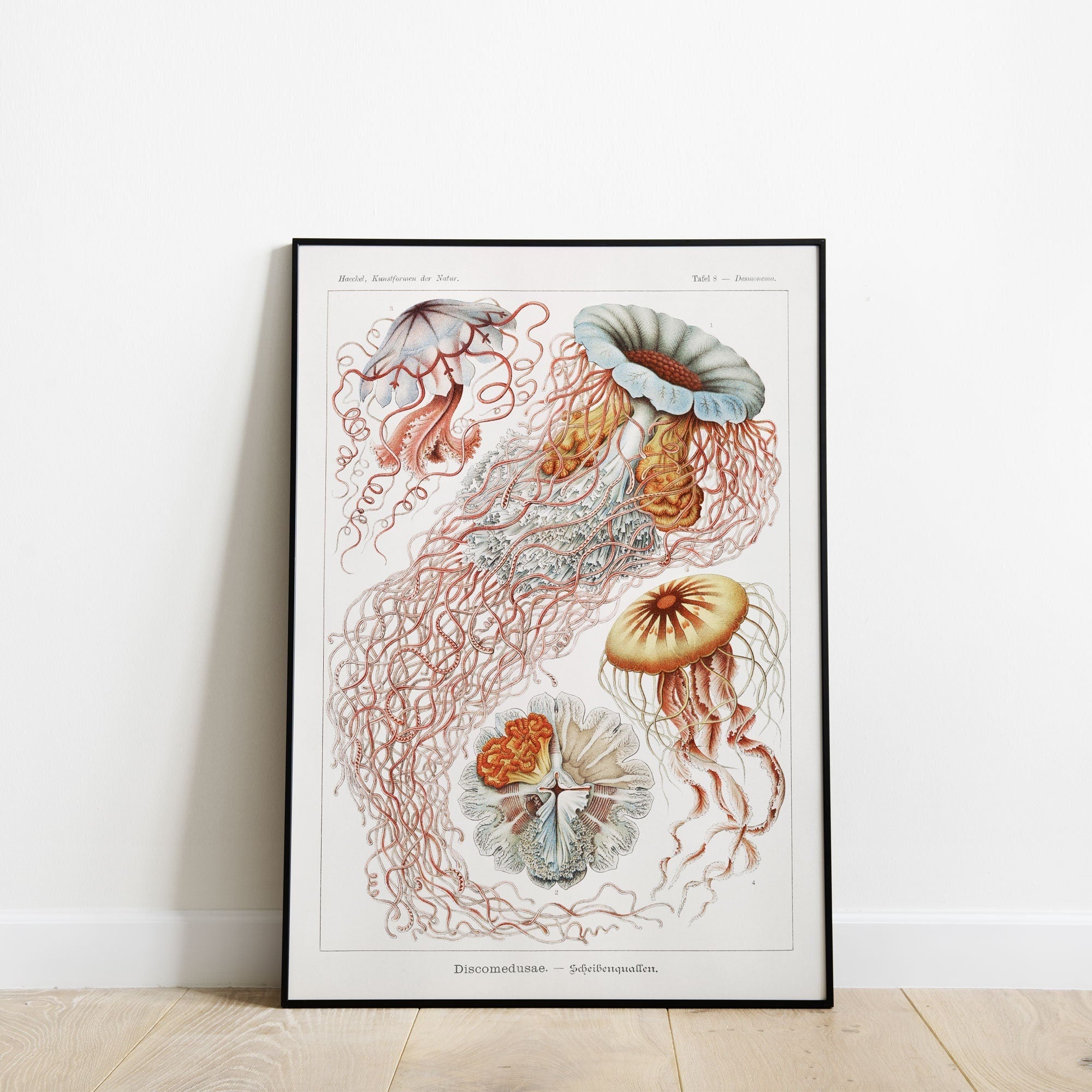 Jellyfish - Hartsholme Prints