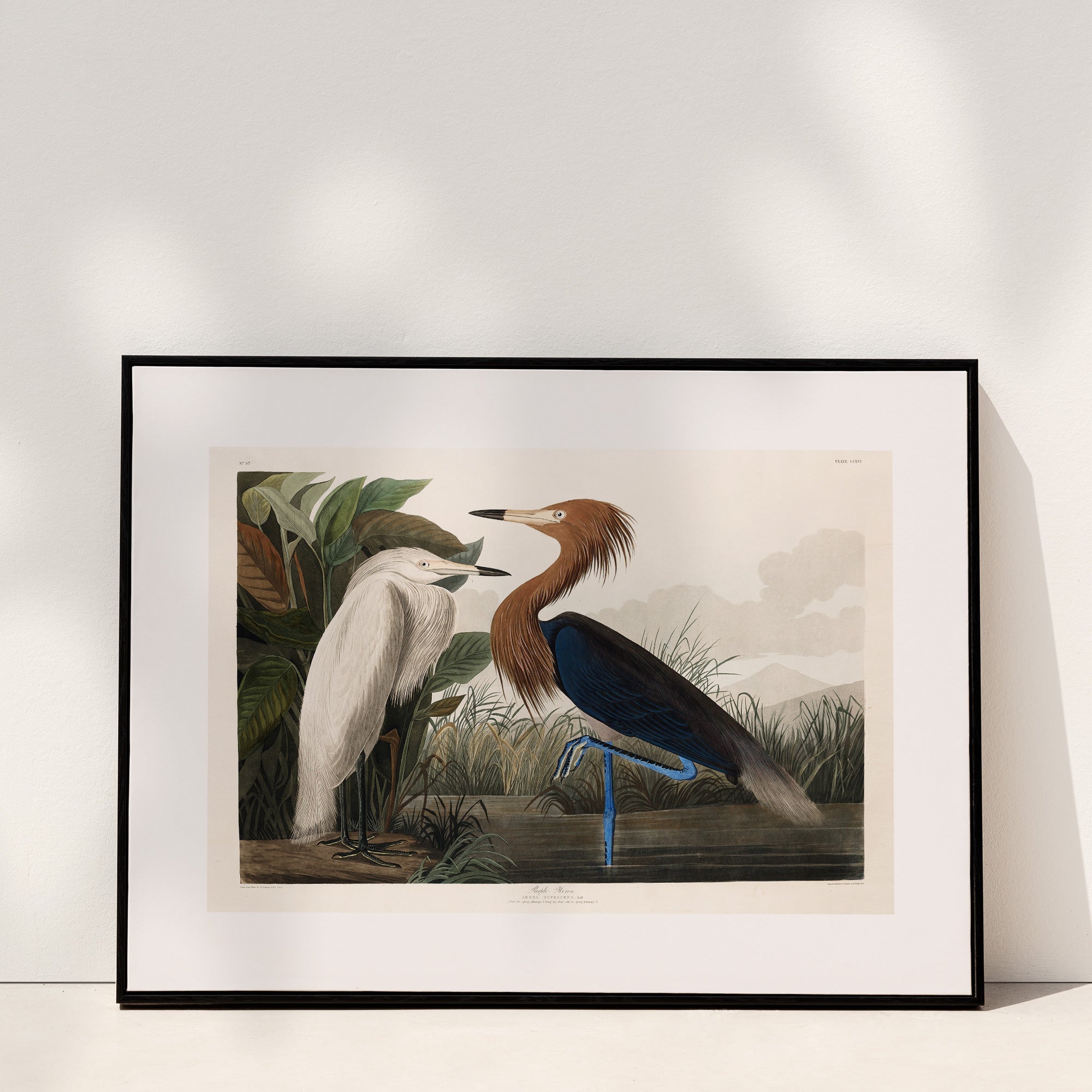 Purple Heron - Hartsholme Prints