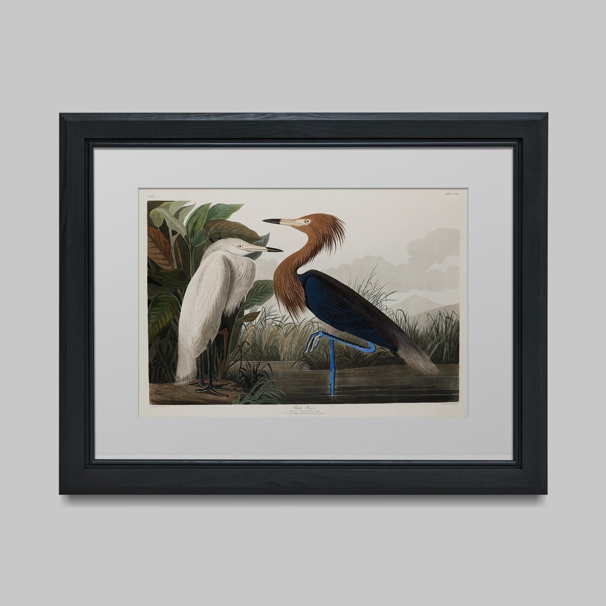 Purple Heron - Hartsholme Prints