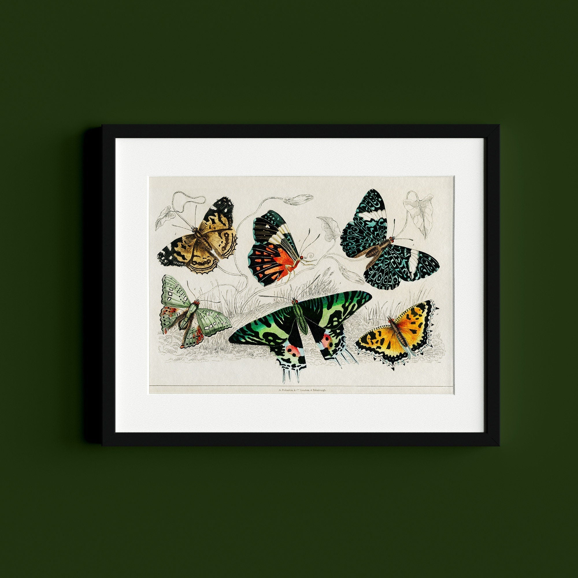 Retro Butterfly - Hartsholme Prints