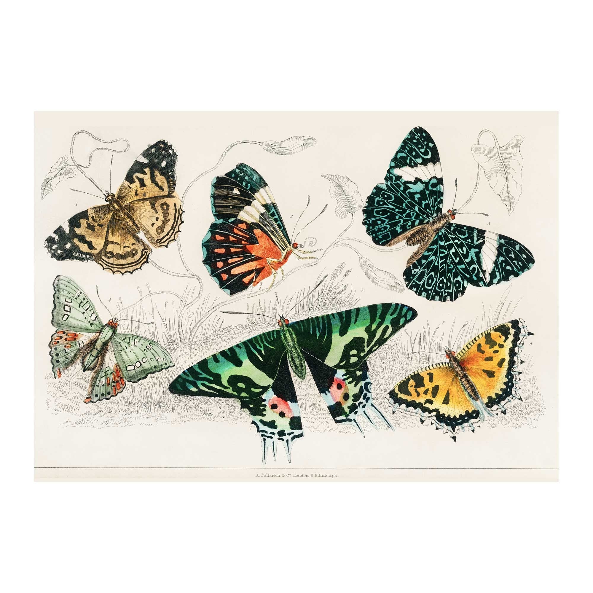 Retro Butterfly - Hartsholme Prints