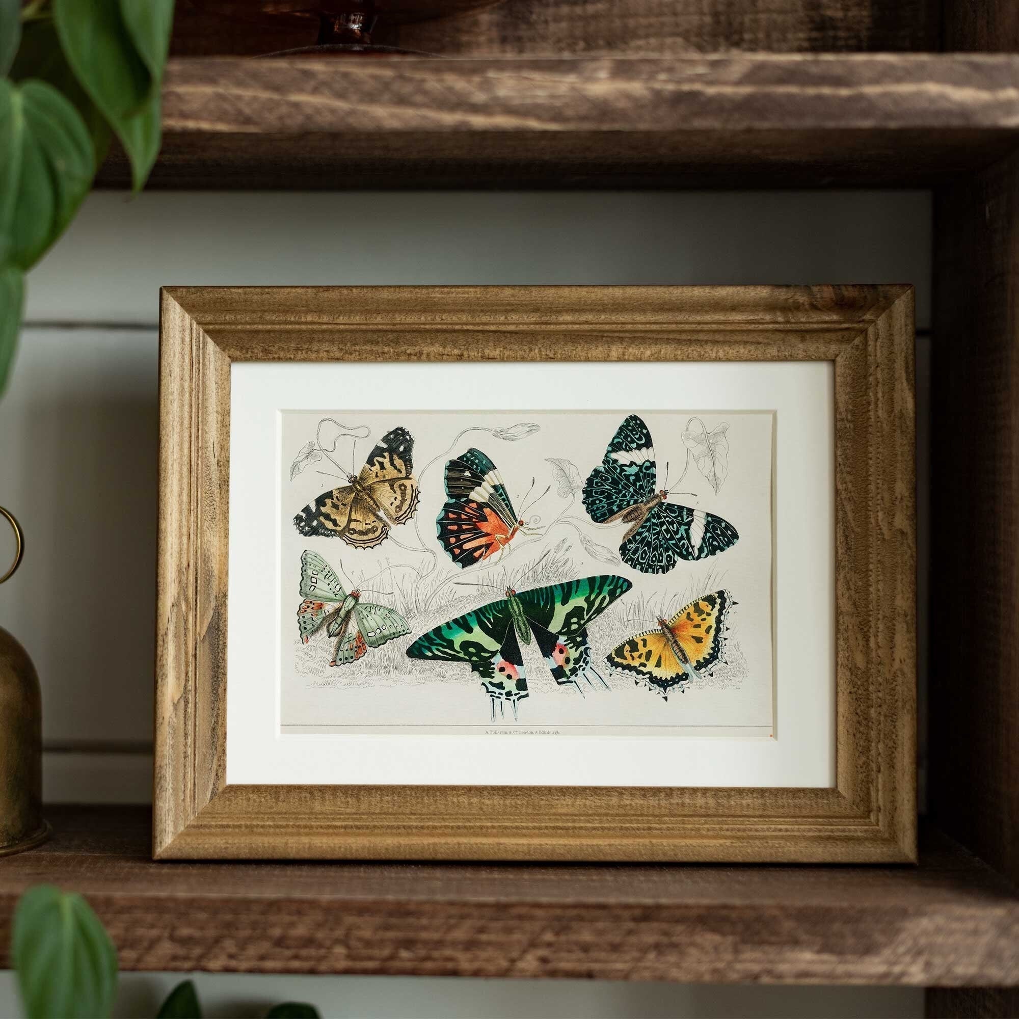 Retro Butterfly - Hartsholme Prints