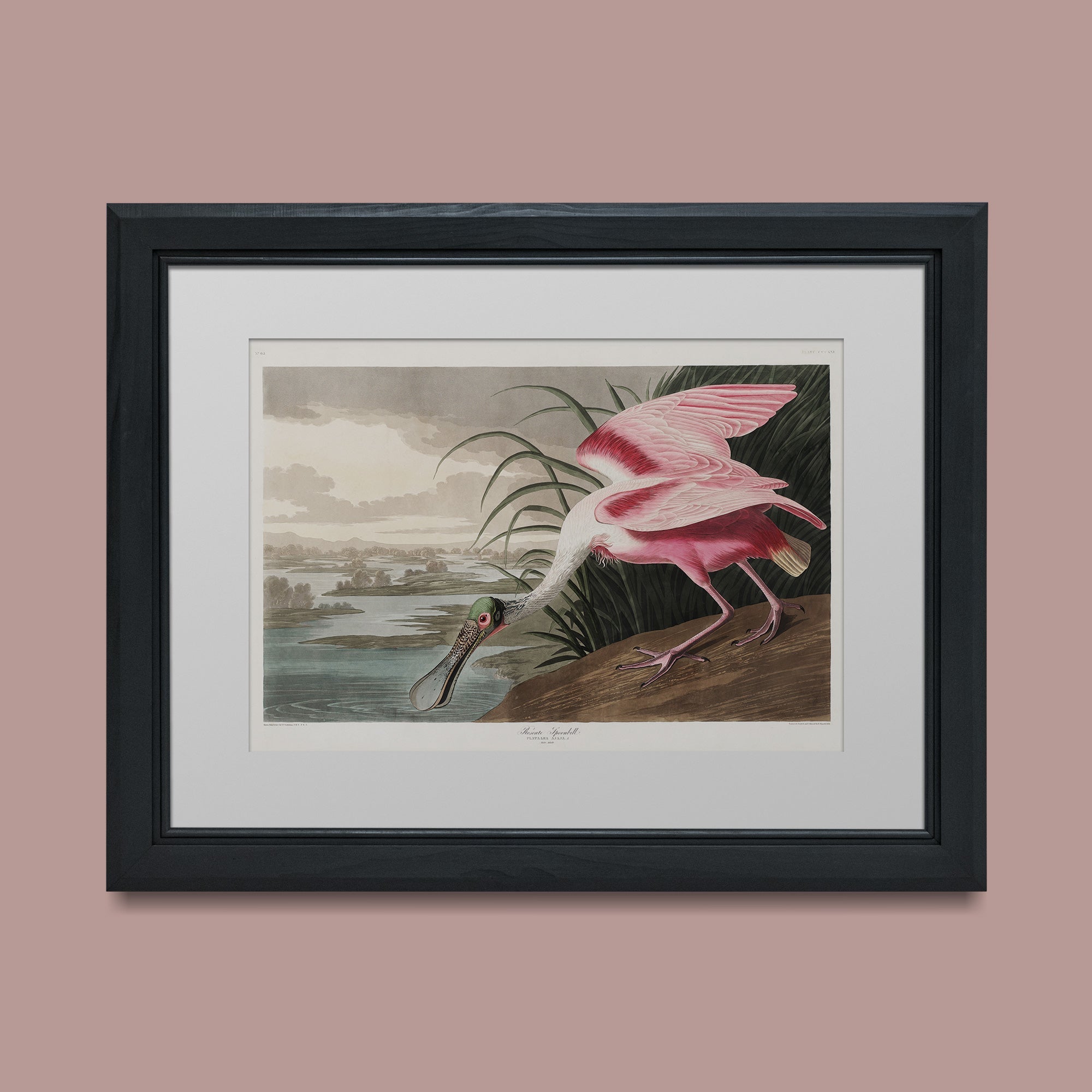 Roseate Spoonbill - Hartsholme Prints
