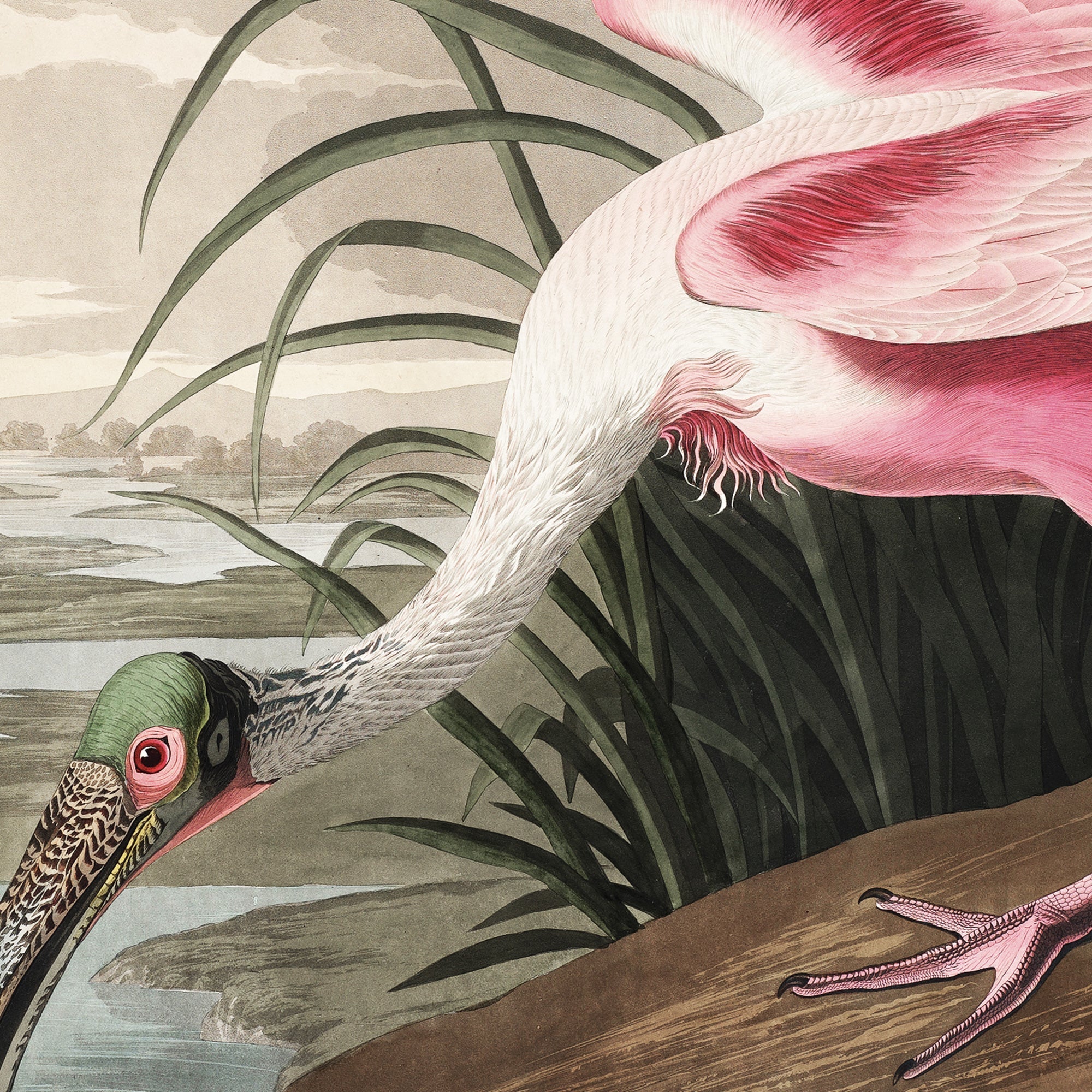 Roseate Spoonbill - Hartsholme Prints