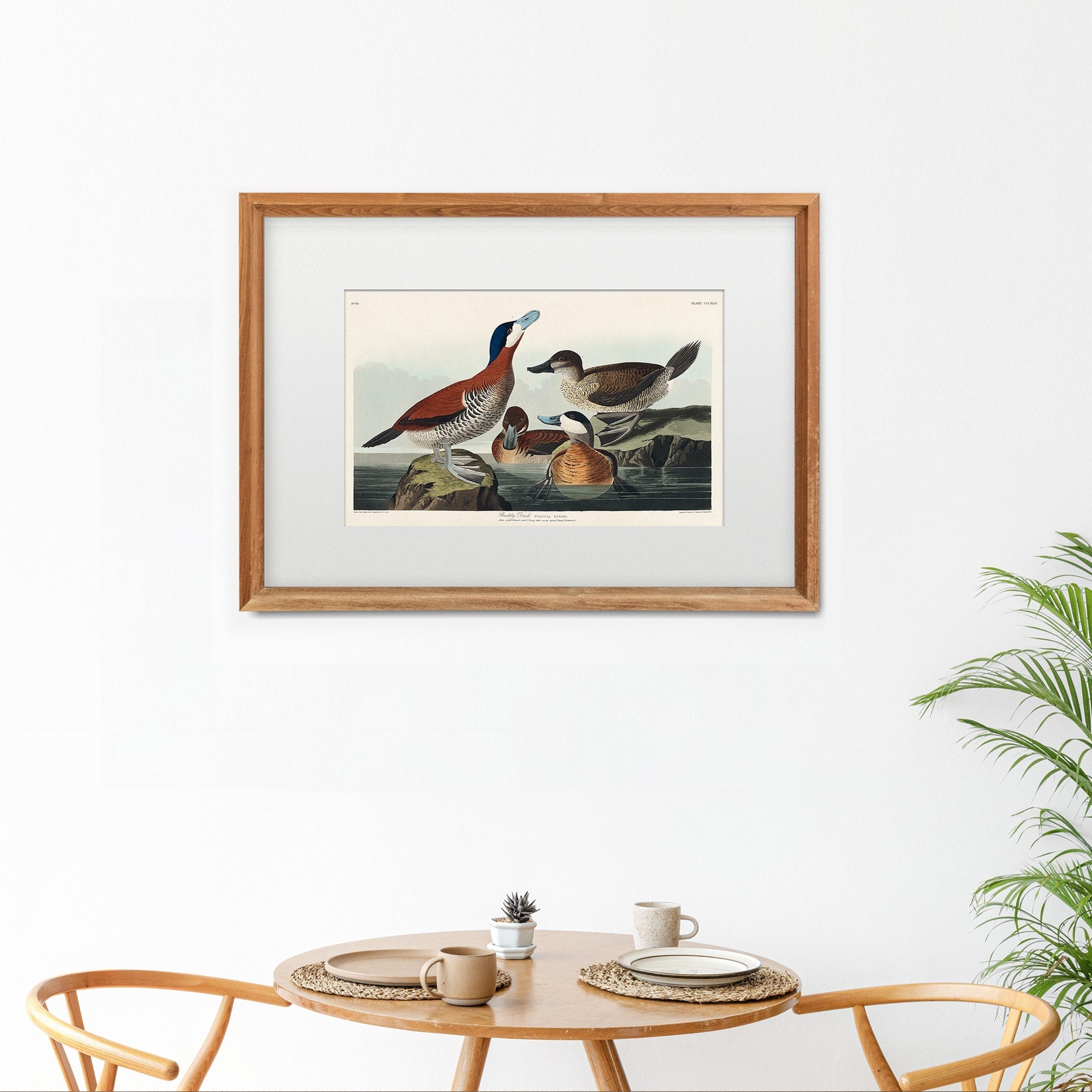 Ruddy Duck - Hartsholme Prints