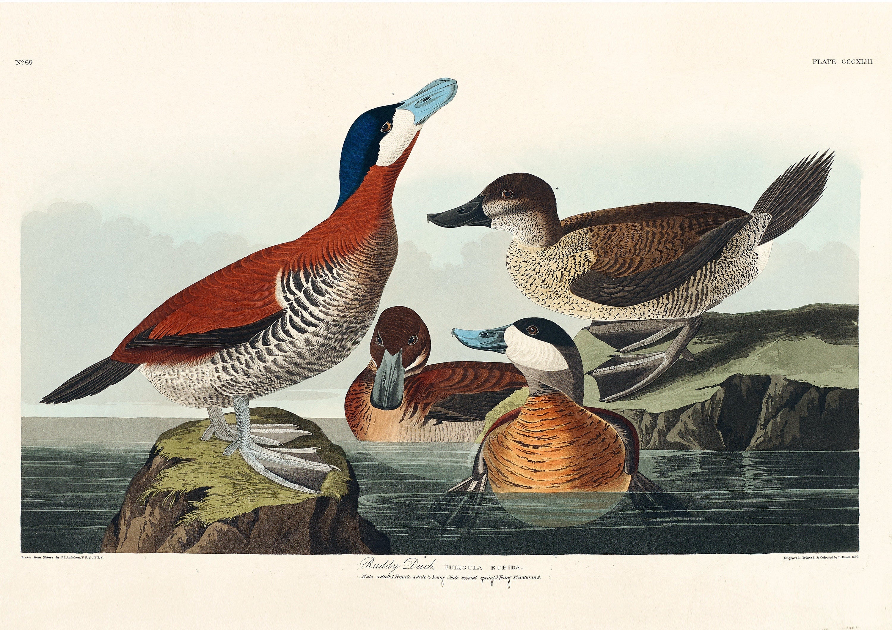 Ruddy Duck - Hartsholme Prints