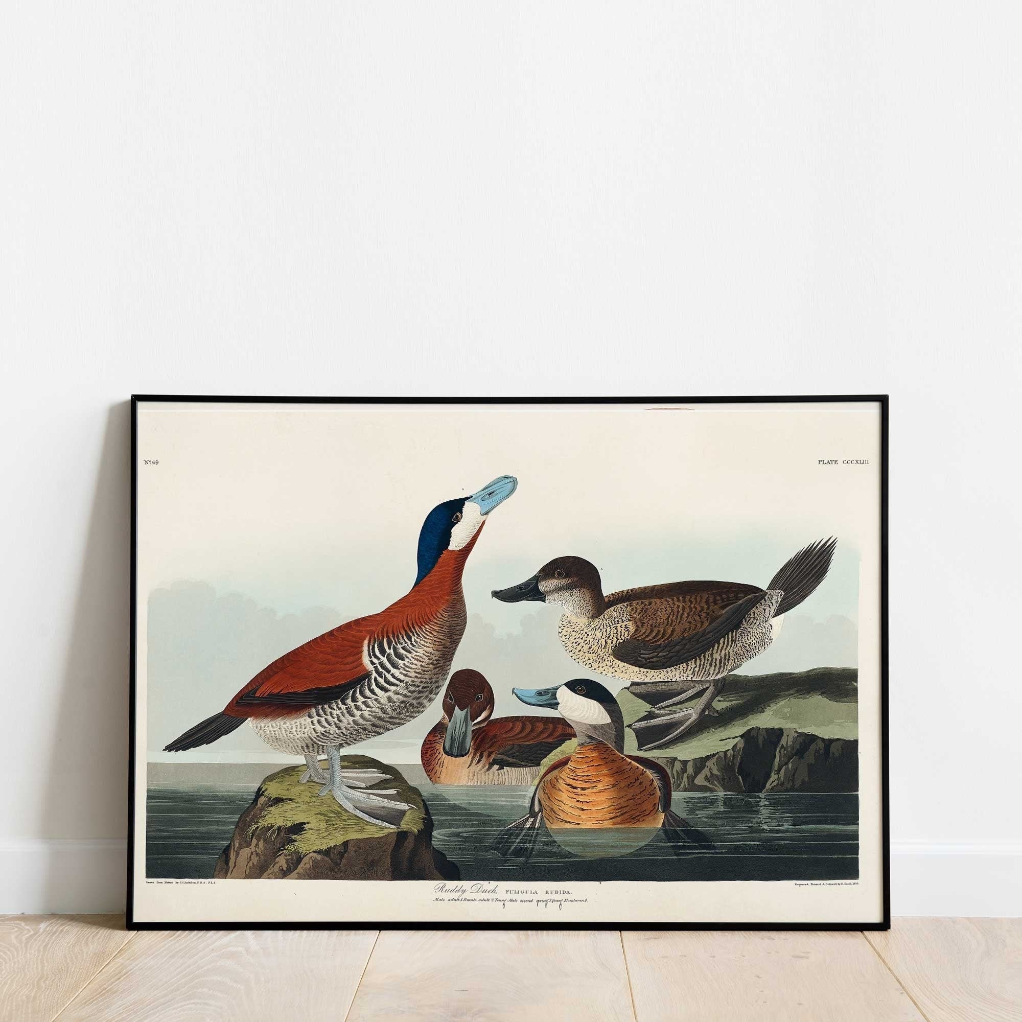 Ruddy Duck - Hartsholme Prints