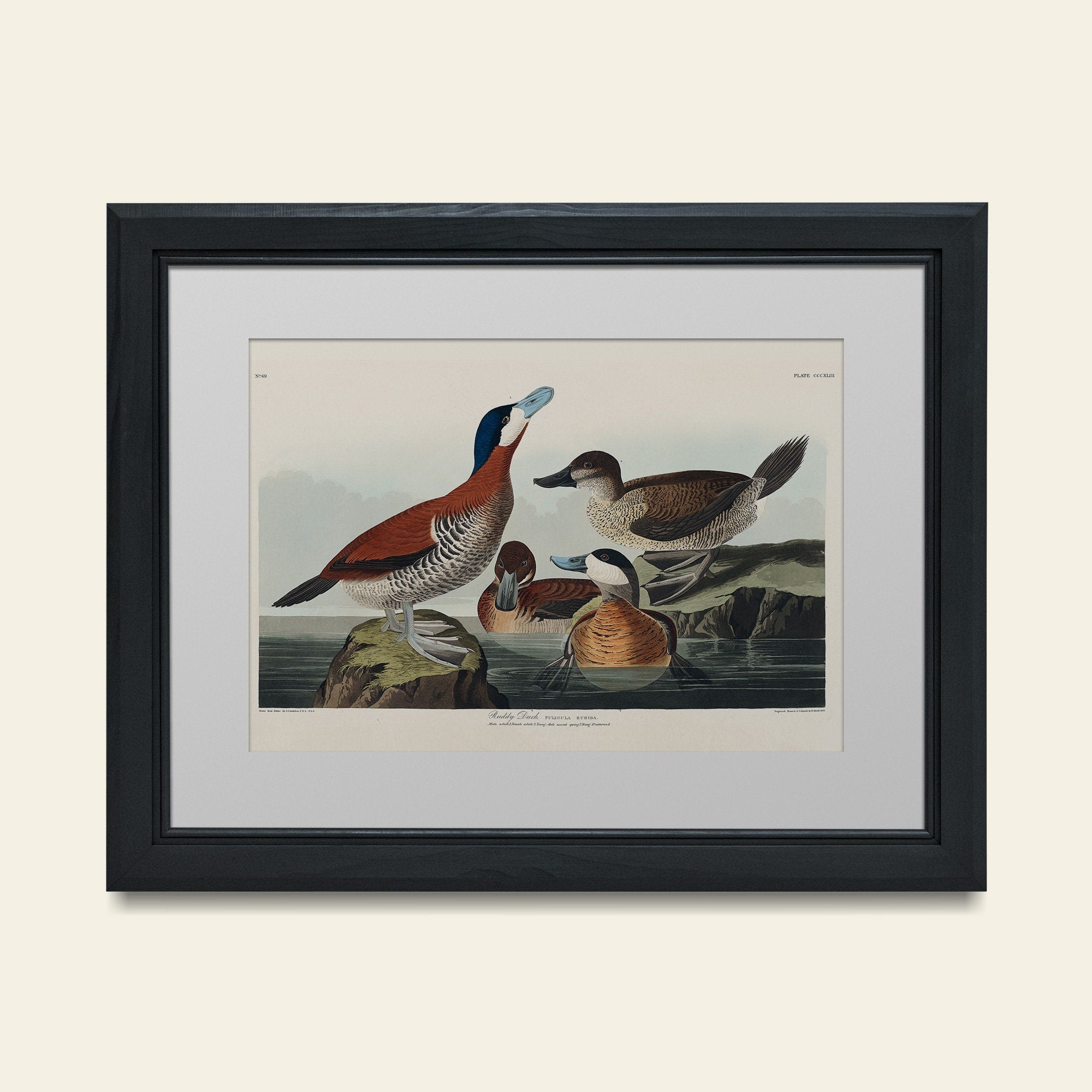Ruddy Duck - Hartsholme Prints