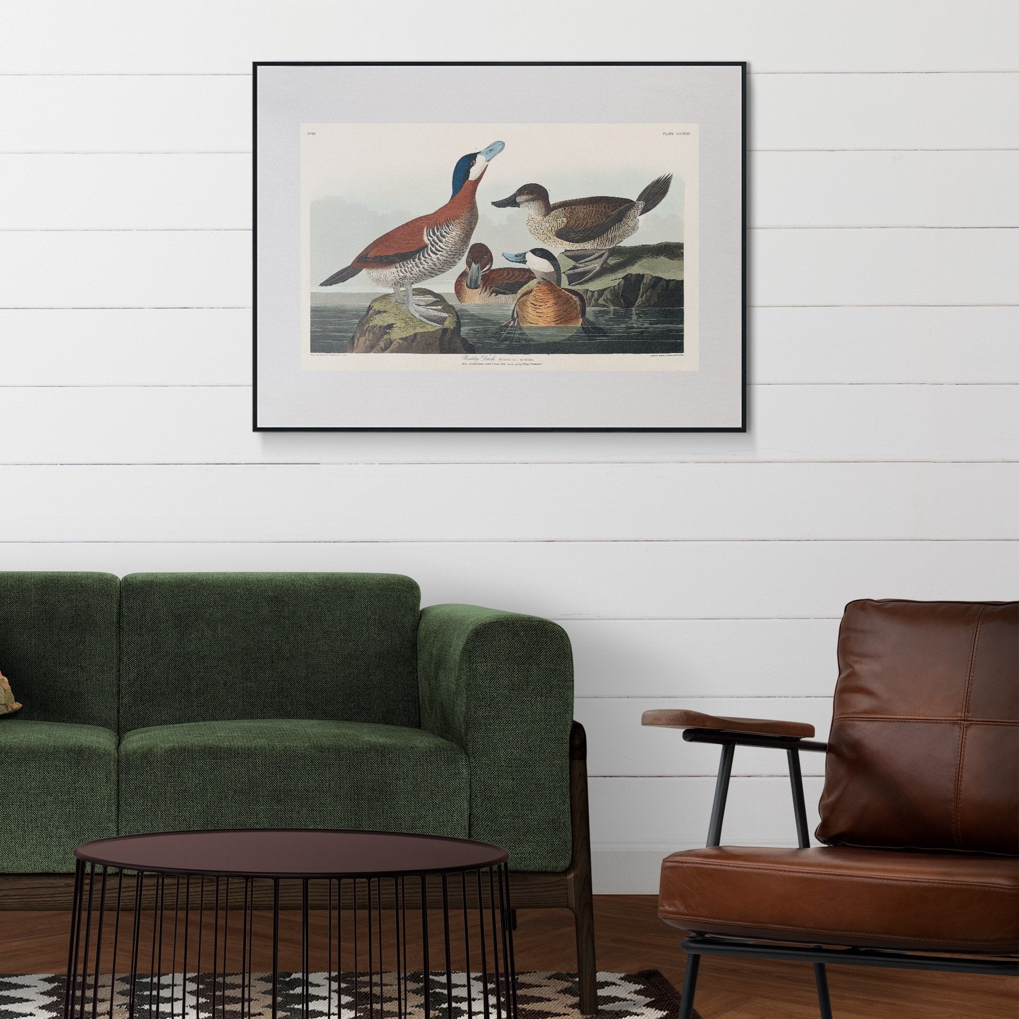 Ruddy Duck - Hartsholme Prints