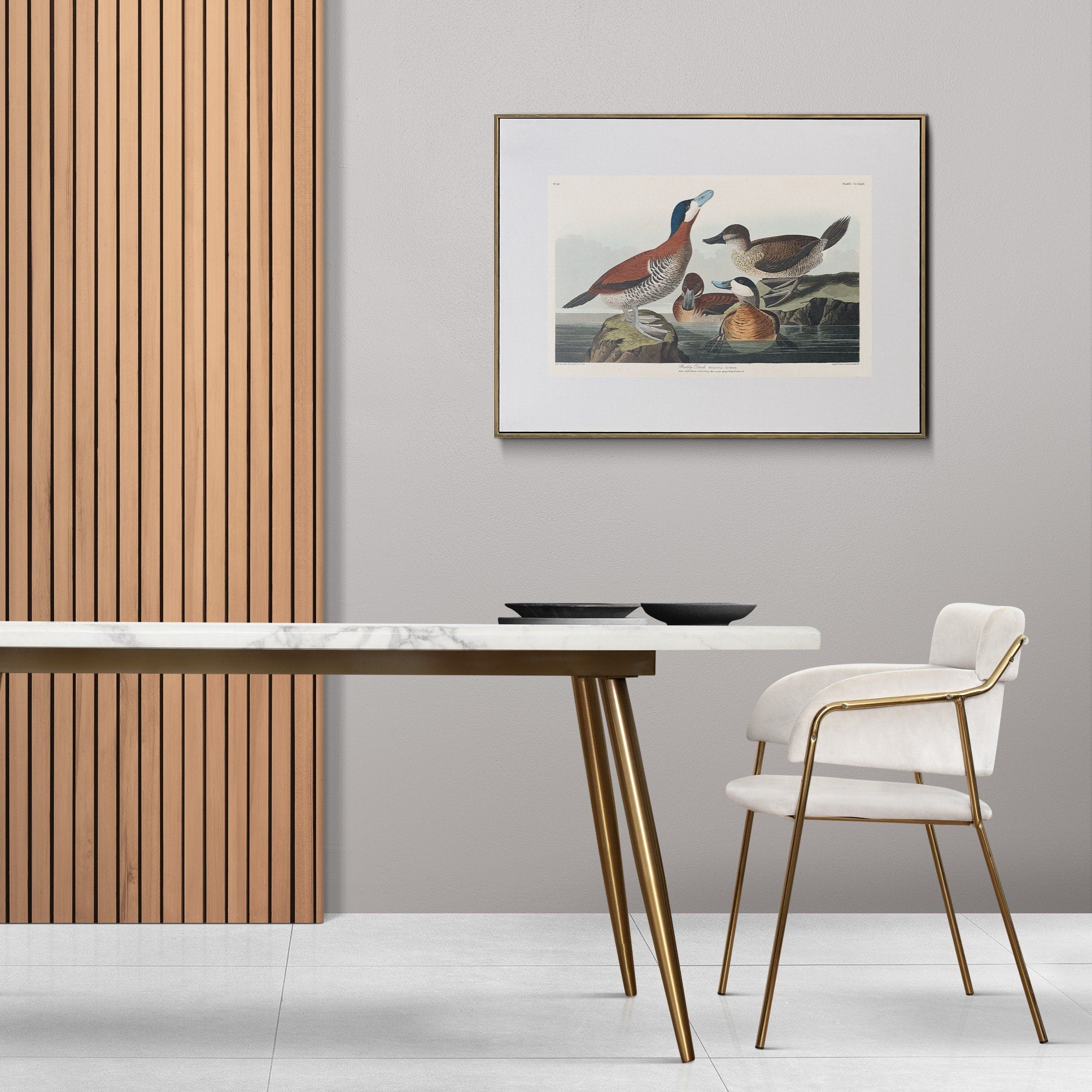 Ruddy Duck - Hartsholme Prints