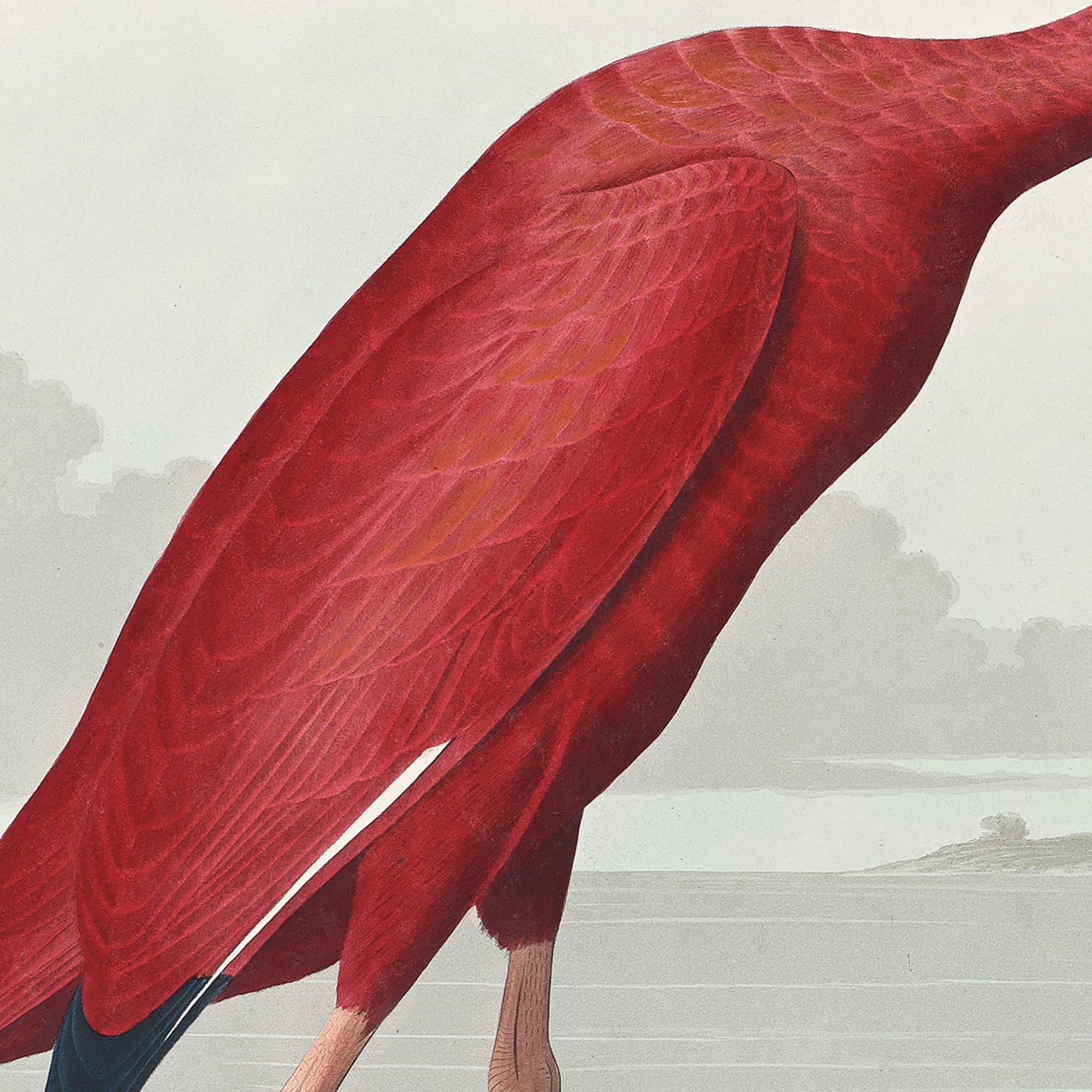 Scarlet Ibis - Hartsholme Prints
