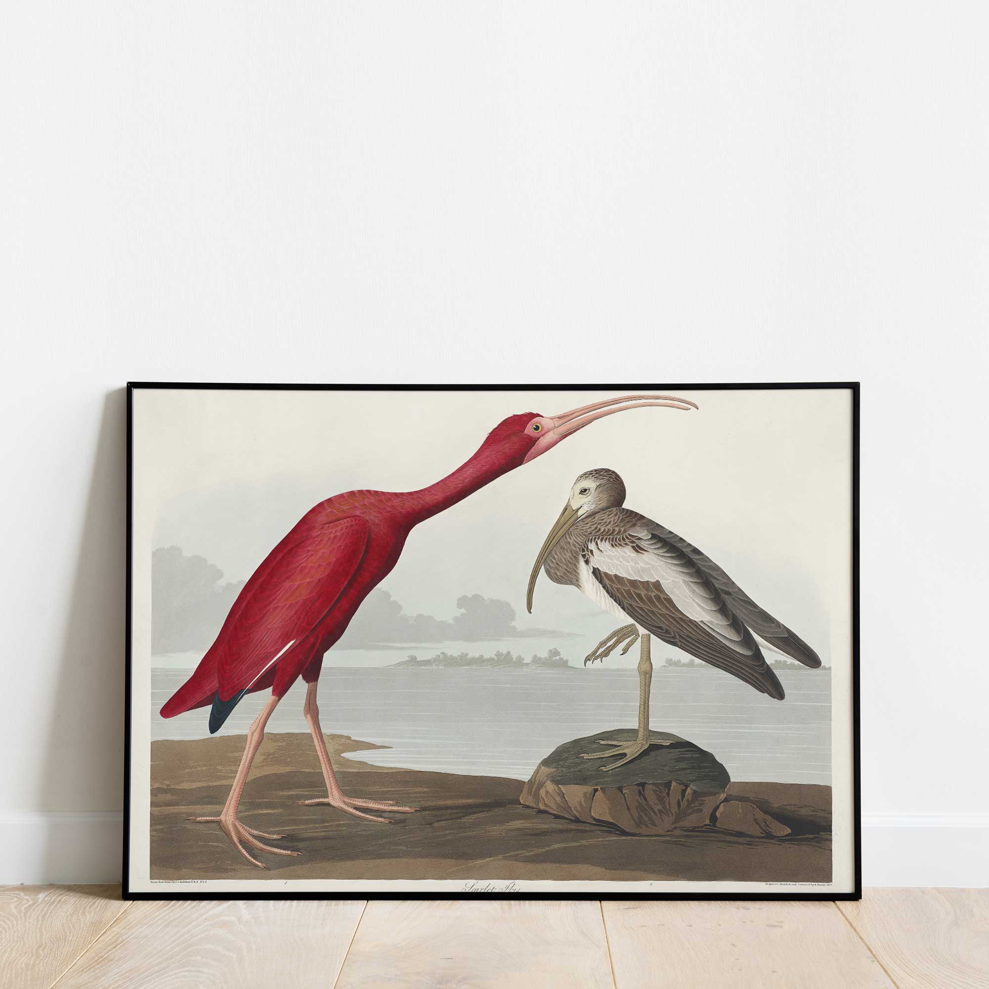 Scarlet Ibis - Hartsholme Prints