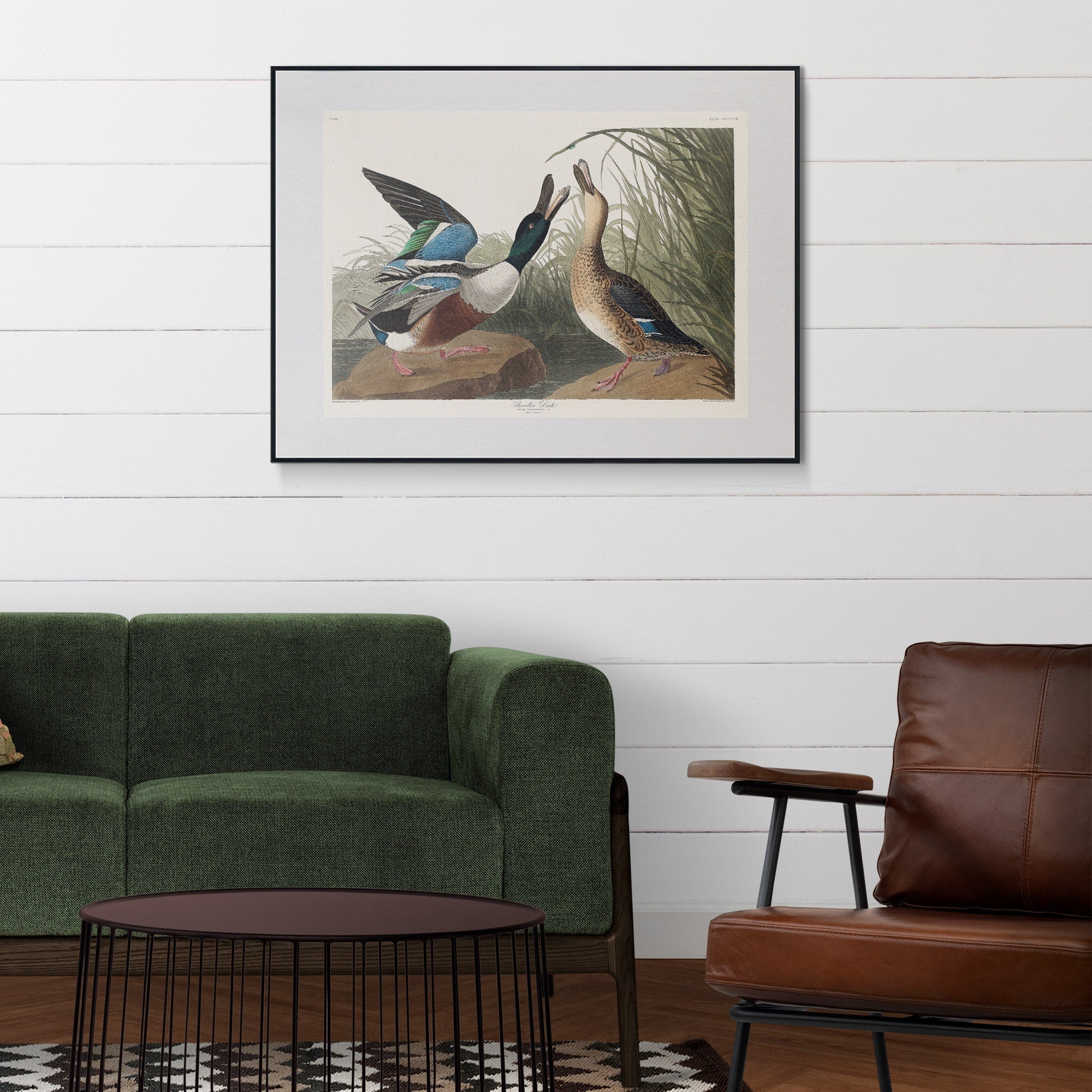 Shoveller Duck - Hartsholme Prints