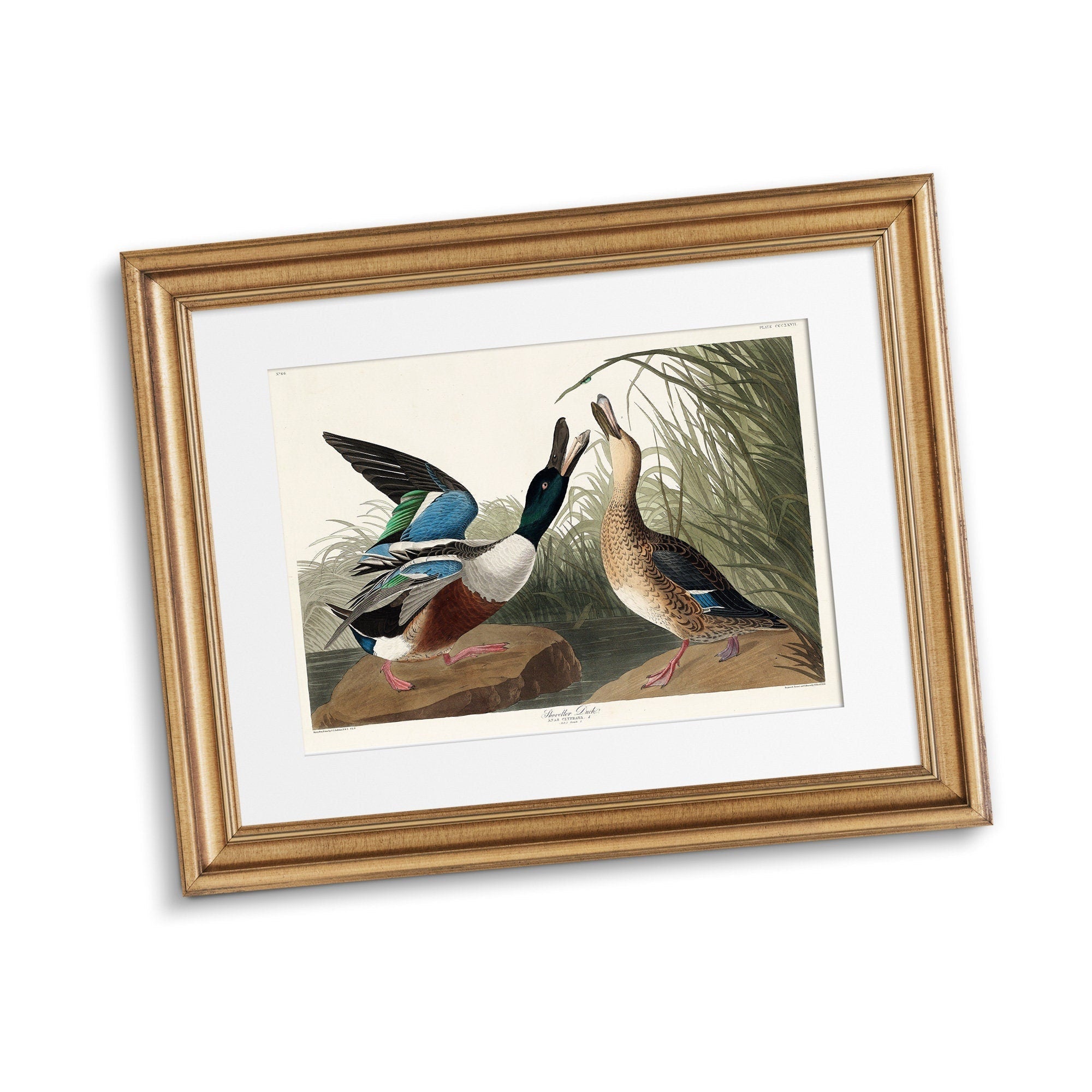 Shoveller Duck - Hartsholme Prints