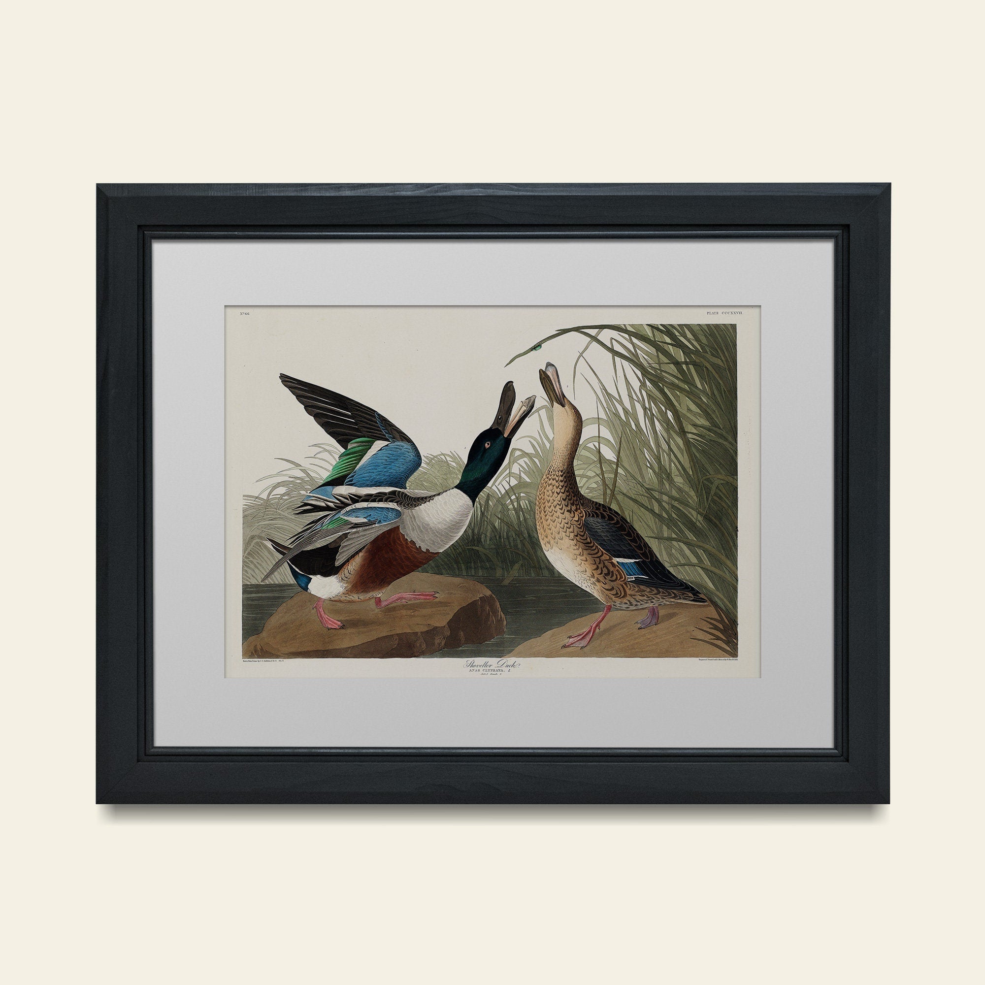 Shoveller Duck - Hartsholme Prints