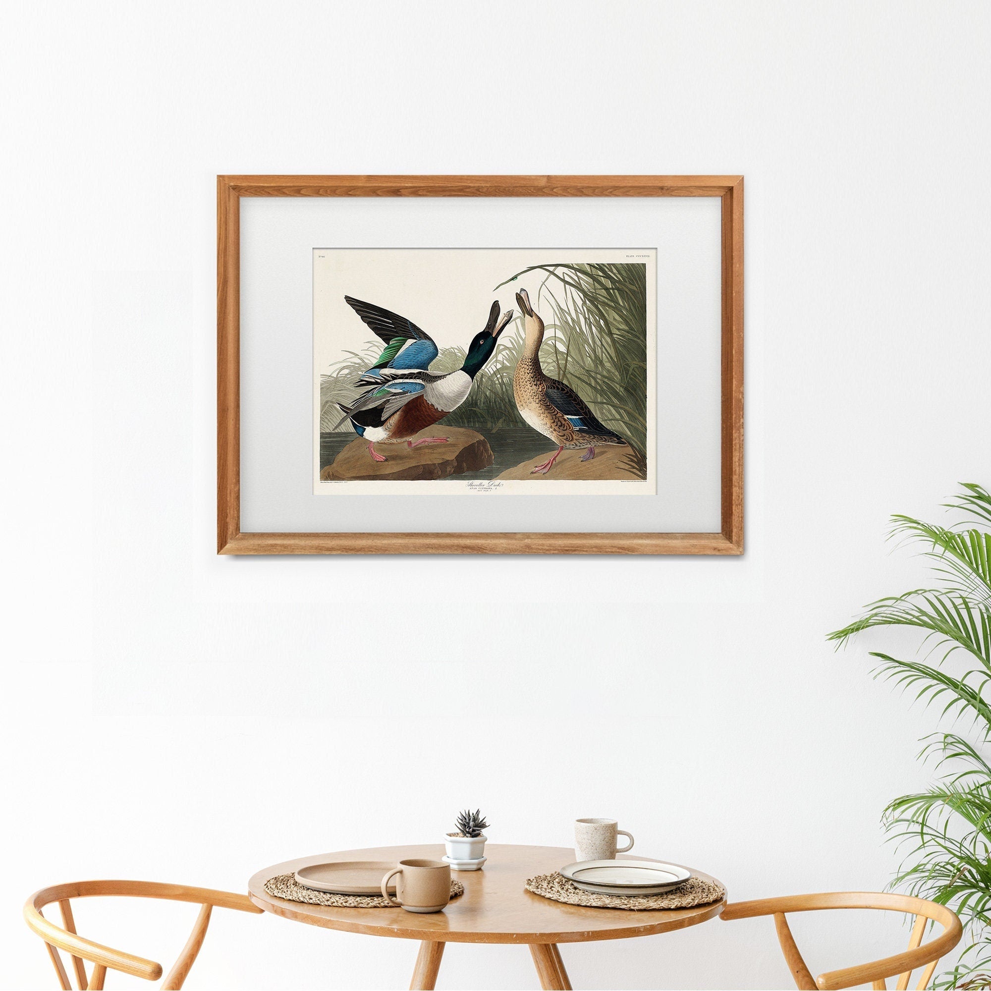 Shoveller Duck - Hartsholme Prints