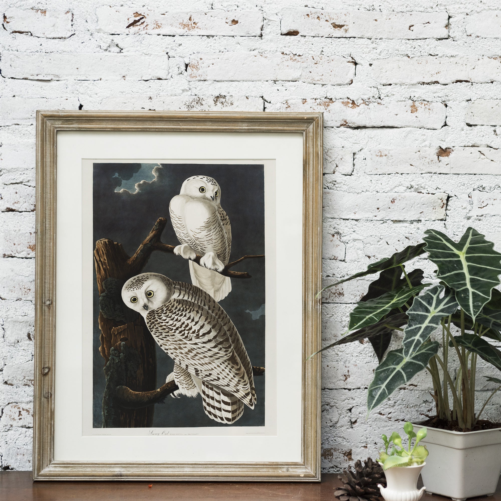 Snowy Owl - Hartsholme Prints
