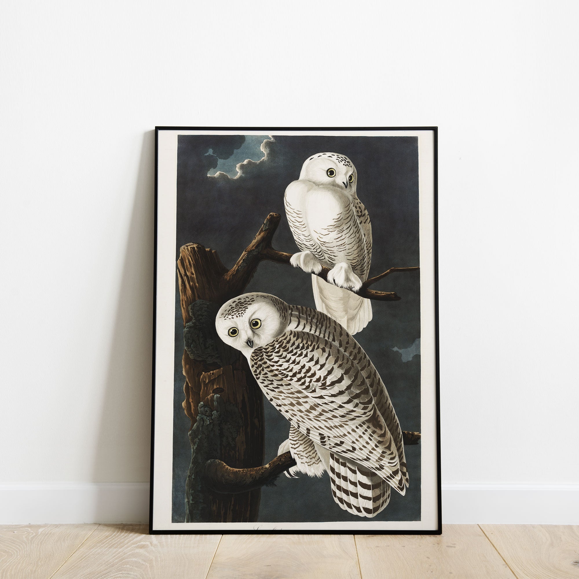 Snowy Owl - Hartsholme Prints