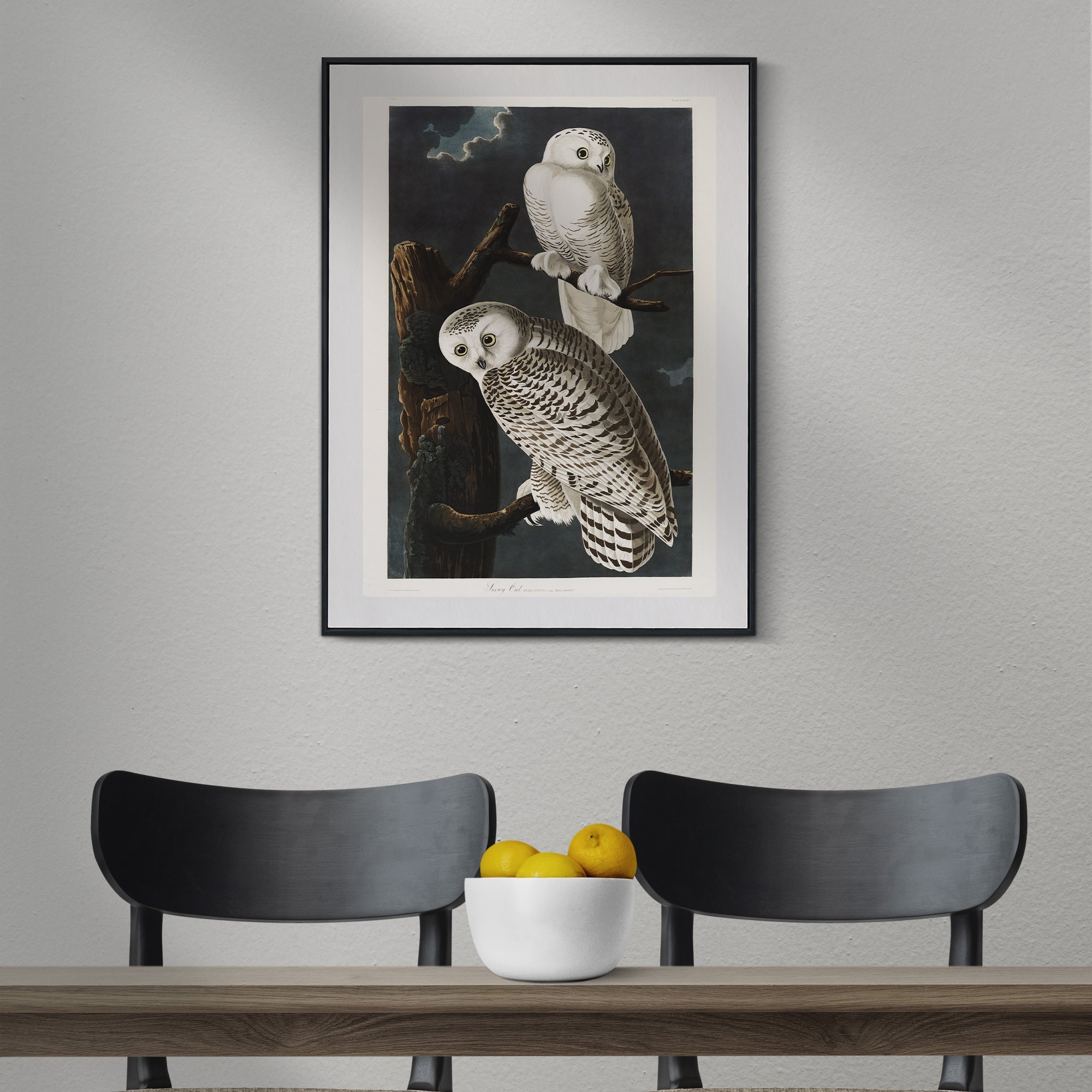 Snowy Owl - Hartsholme Prints