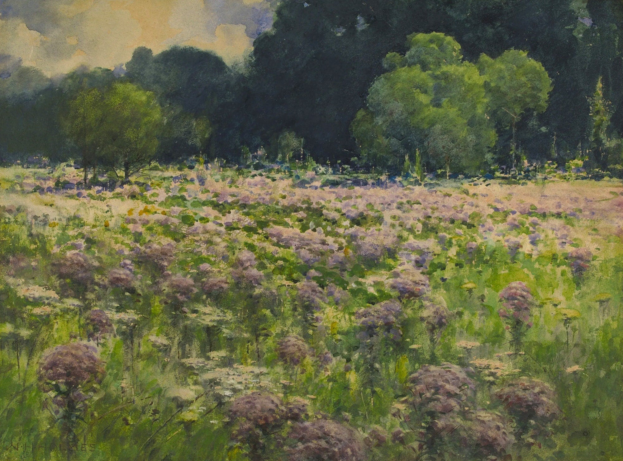 Summer Field Landscape Art, Meadow Flowers - Hartsholme Prints