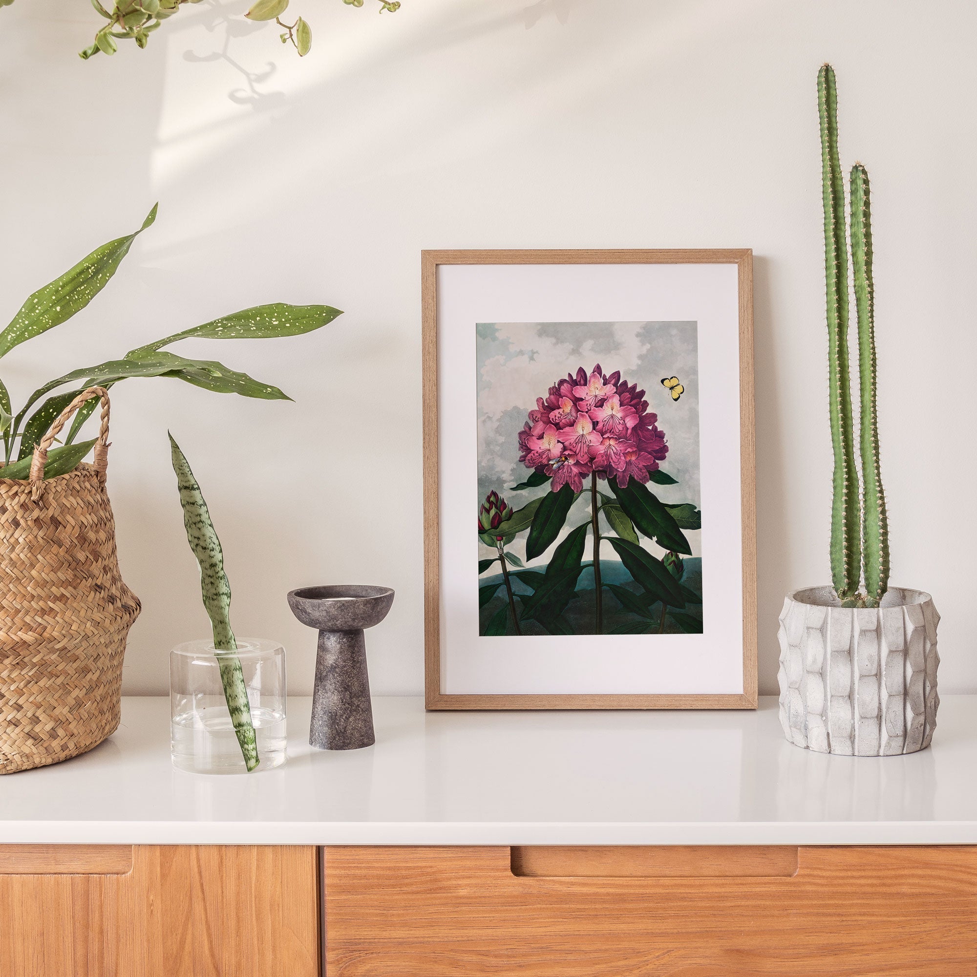 The Pontic Rhododendron from The Temple of Flora - Hartsholme Prints